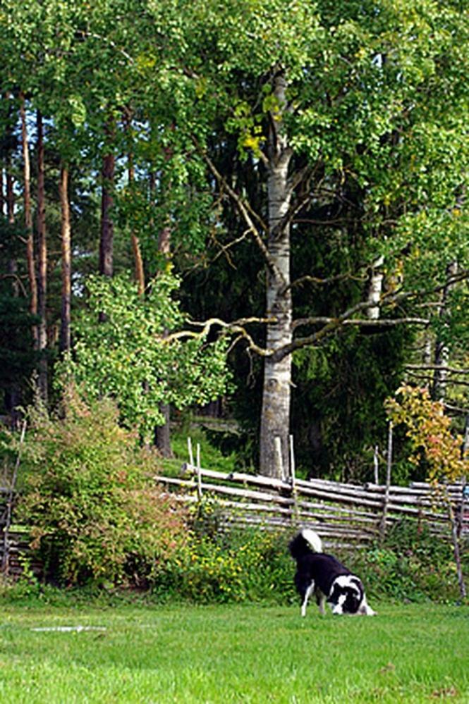 Smultronboda Fårgård