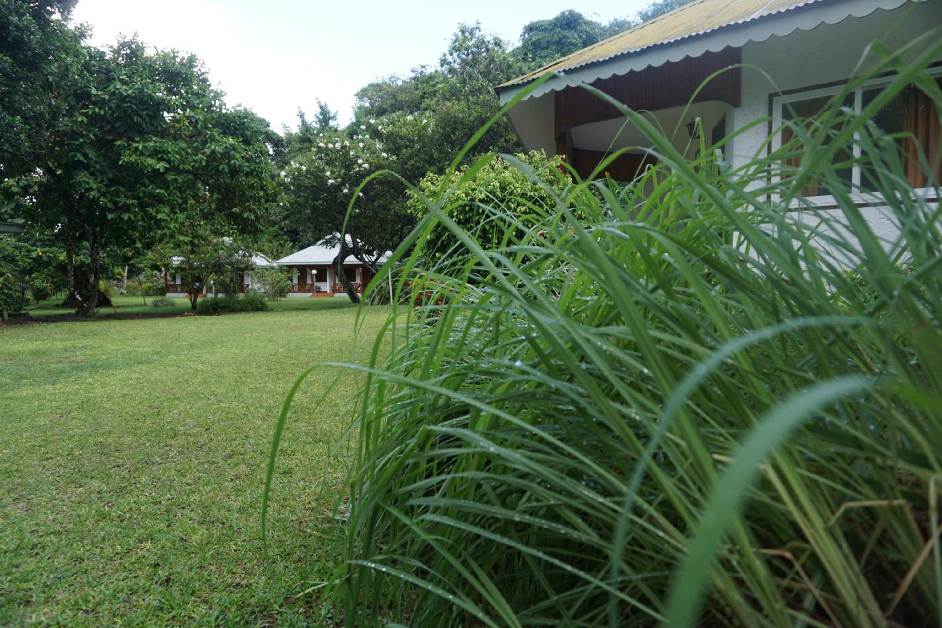 Chalet Bamboo Vert