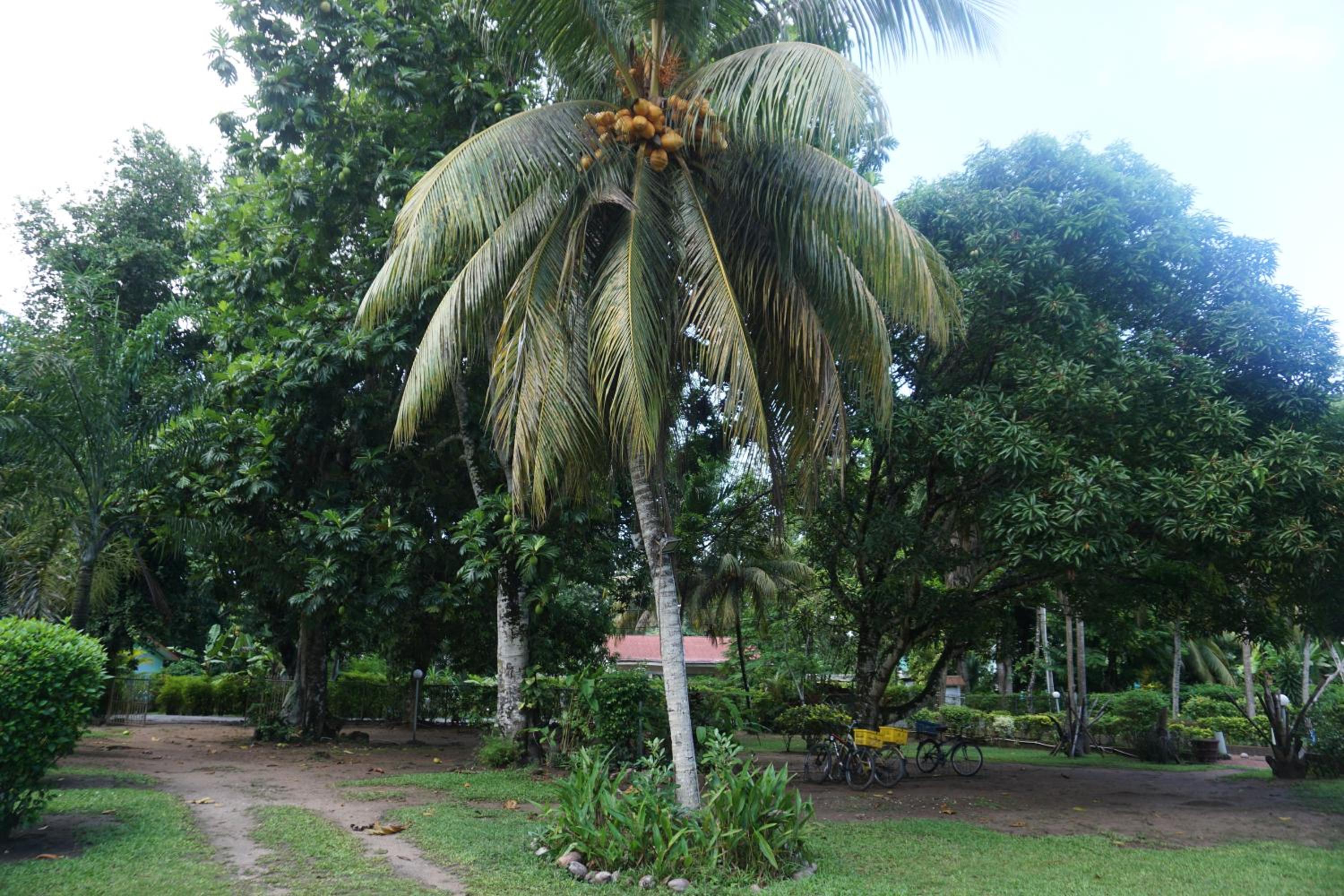 Chalet Bamboo Vert