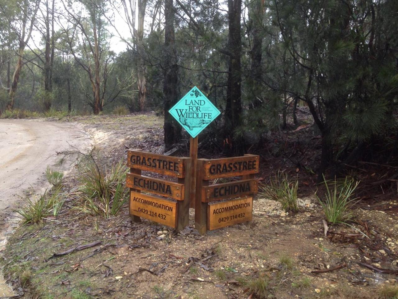 Echidna on Bruny