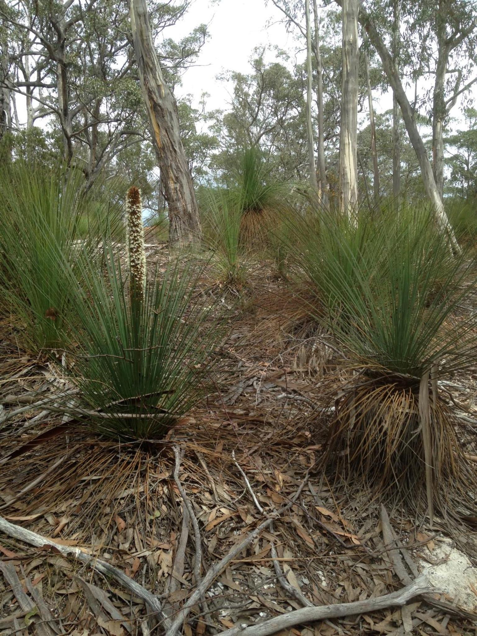 Echidna on Bruny