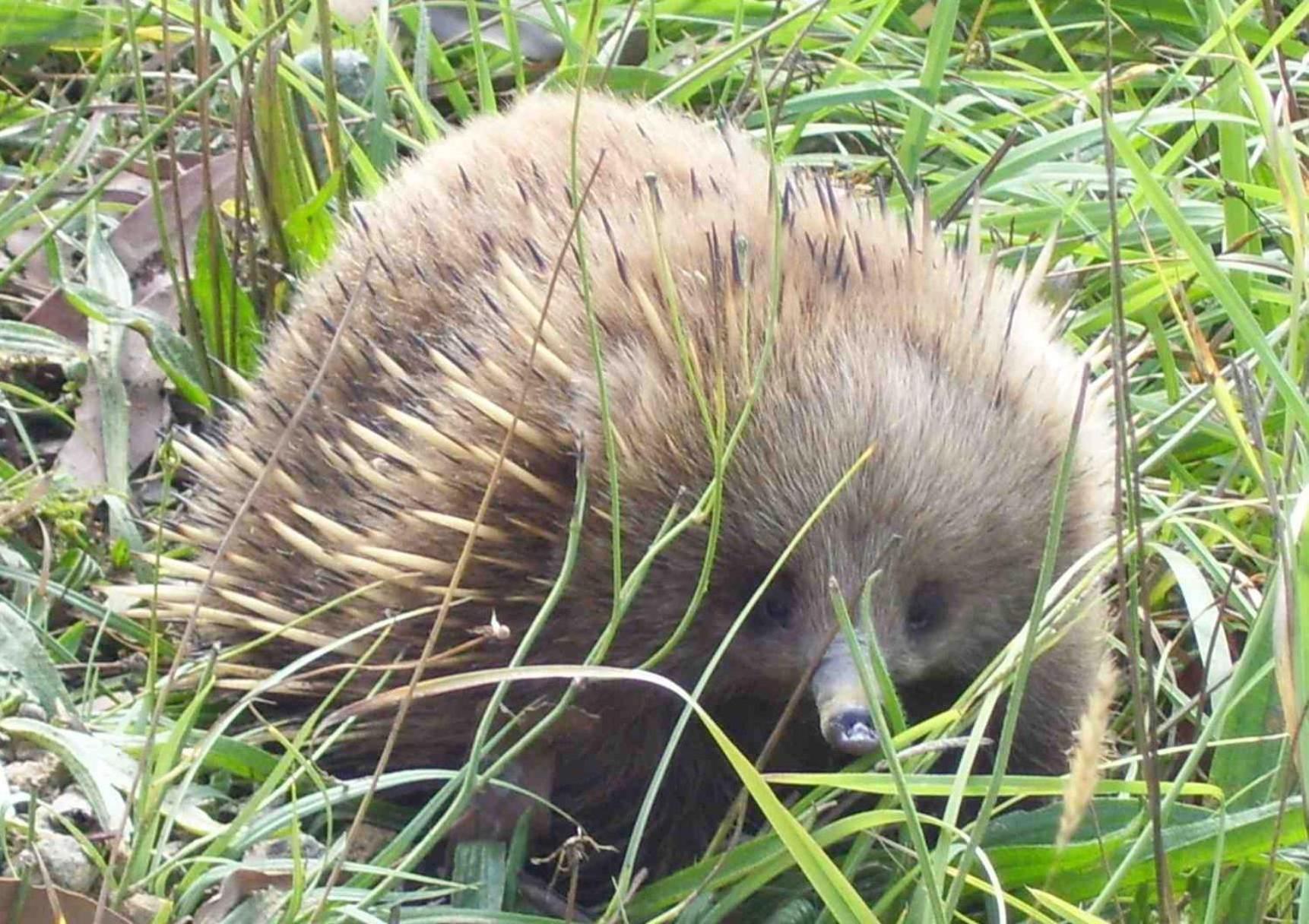 Echidna on Bruny