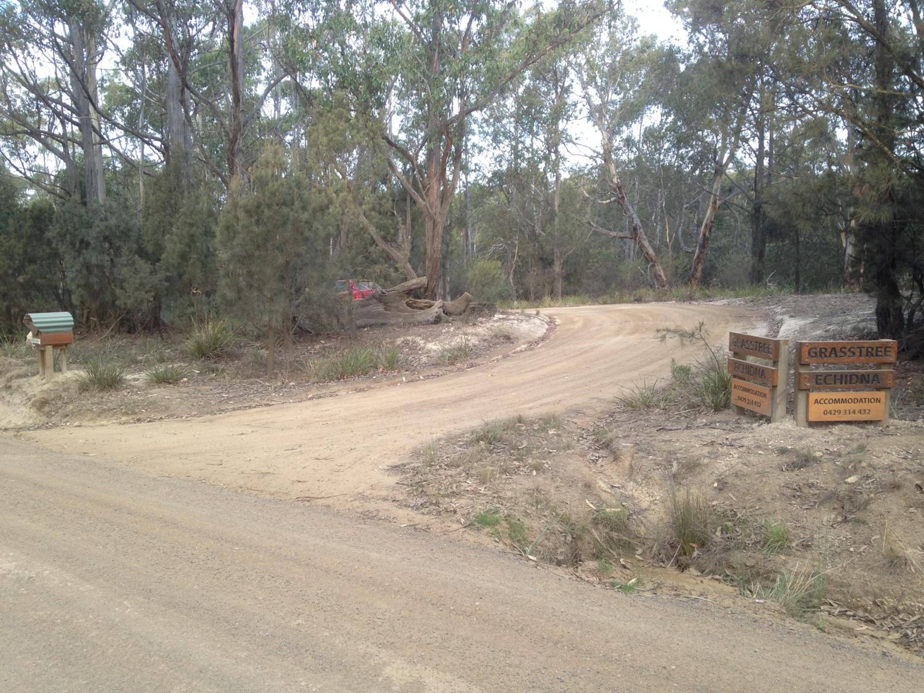 Echidna on Bruny