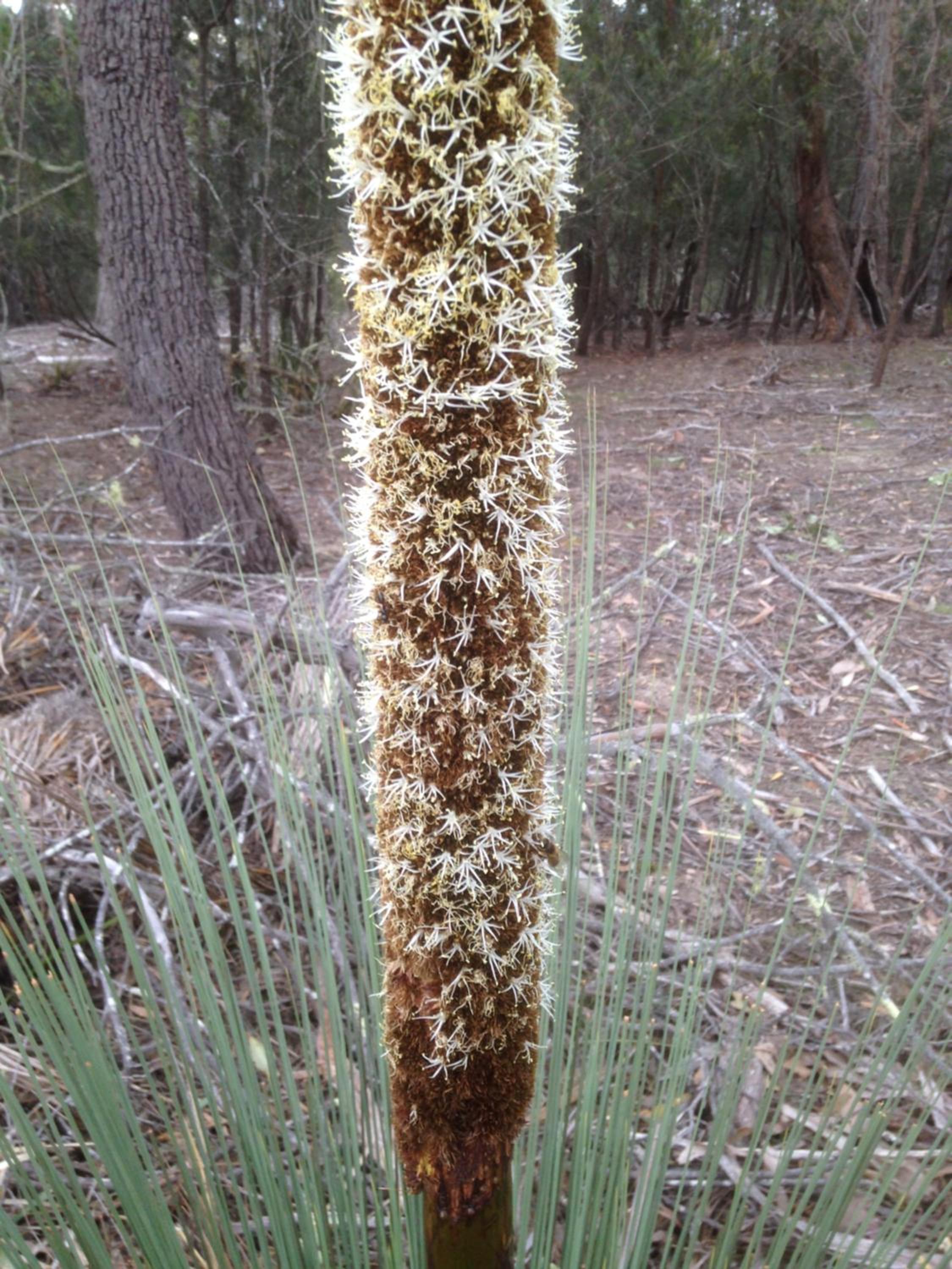 Echidna on Bruny