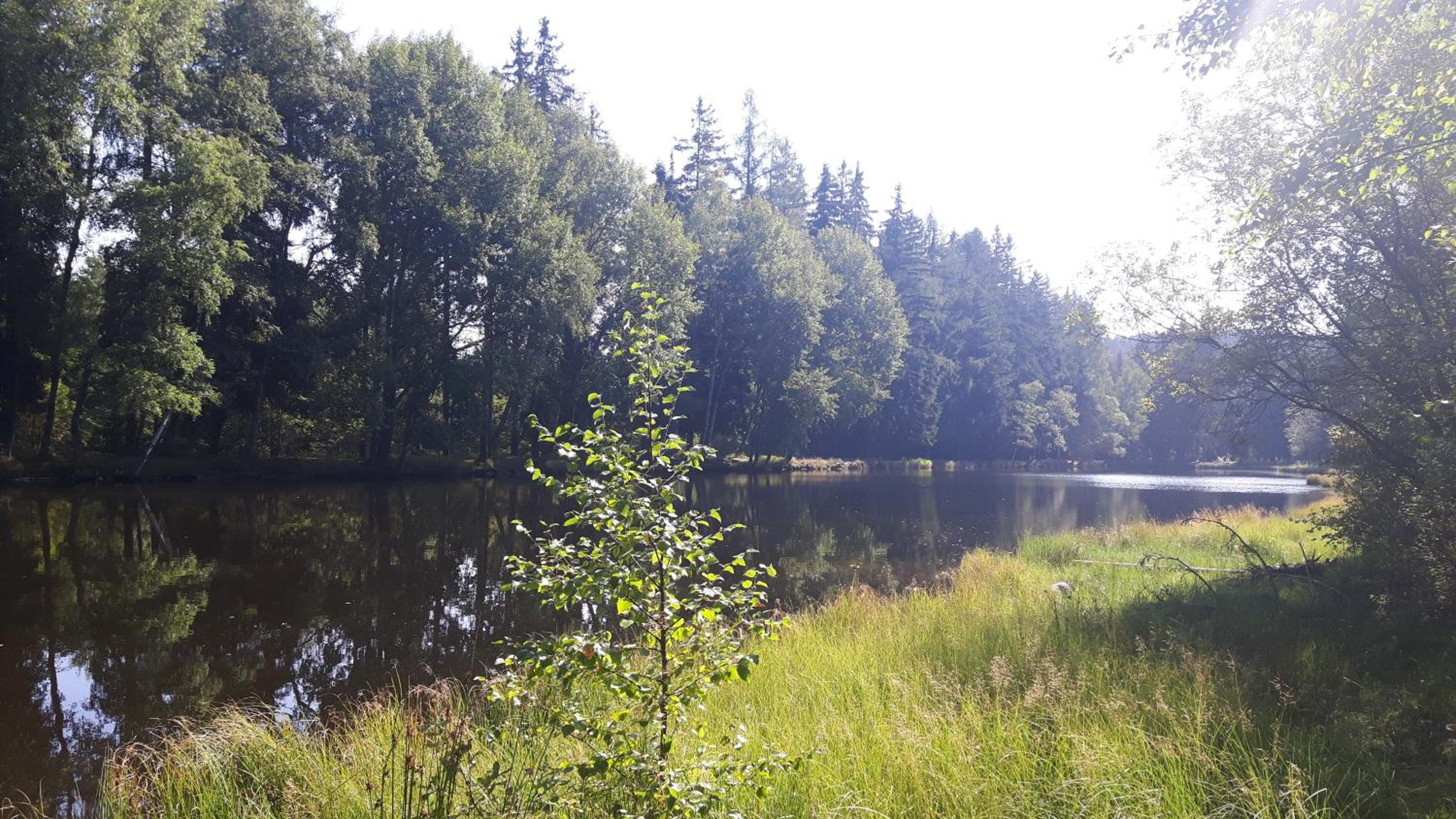 Šumavská Barborka