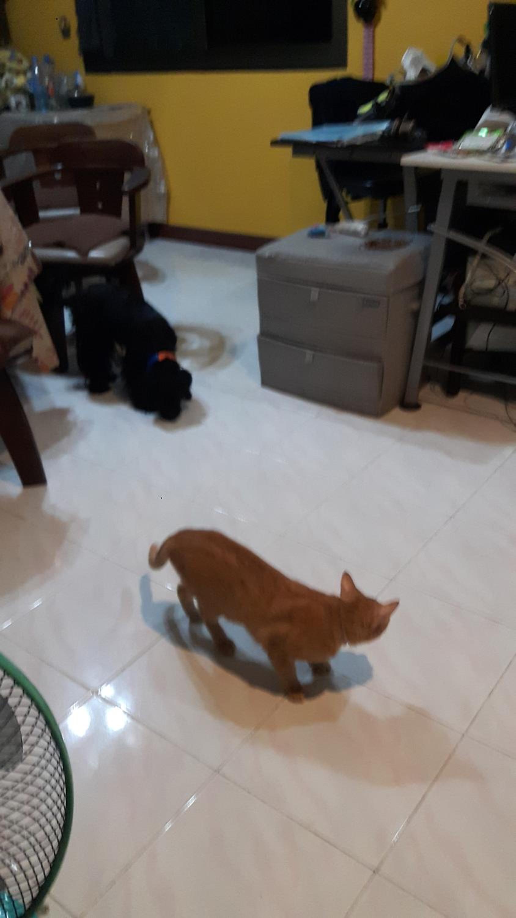 Photo 38