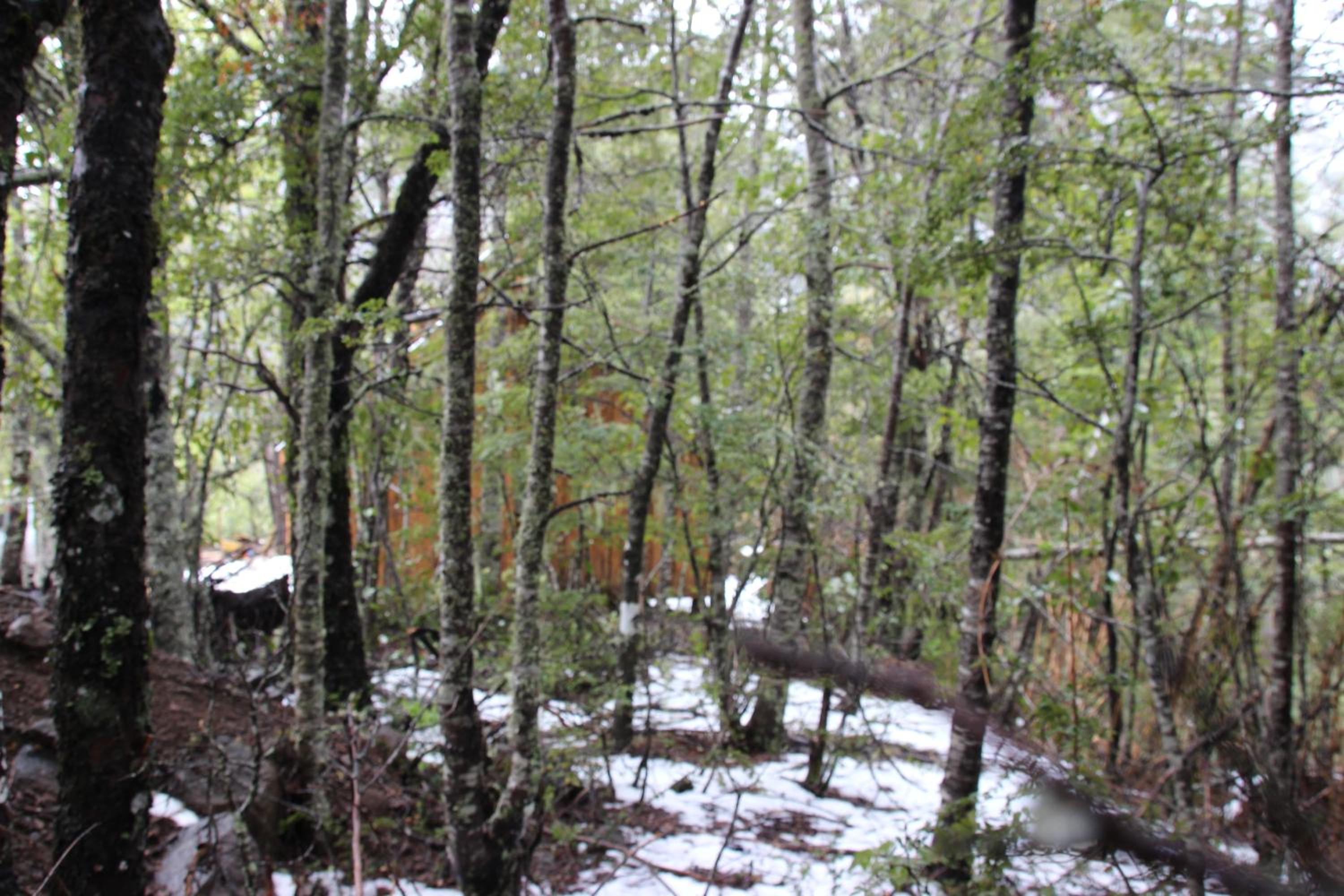 Lodge Palguin Alto