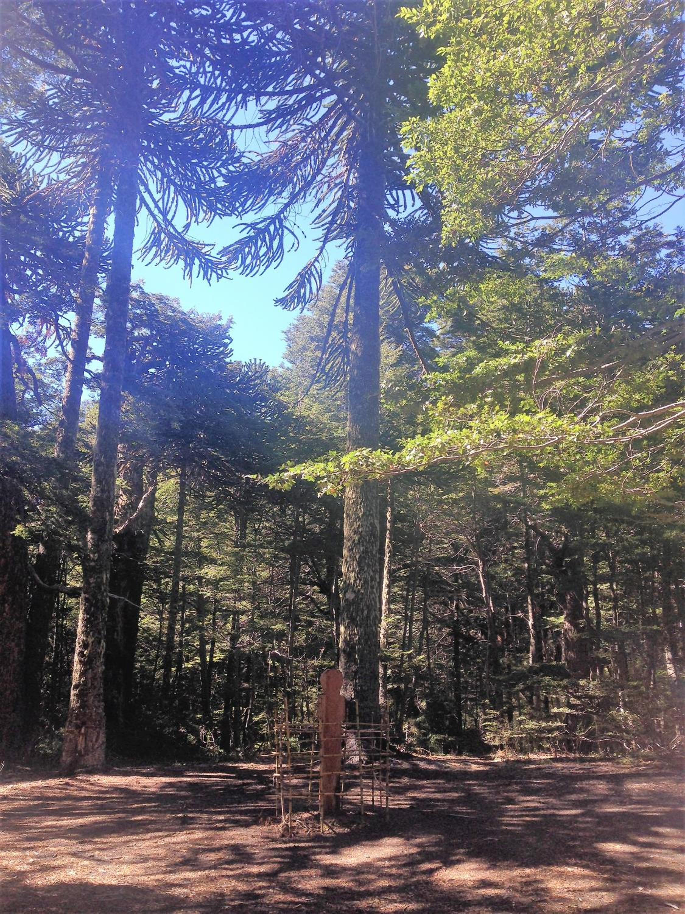Lodge Palguin Alto