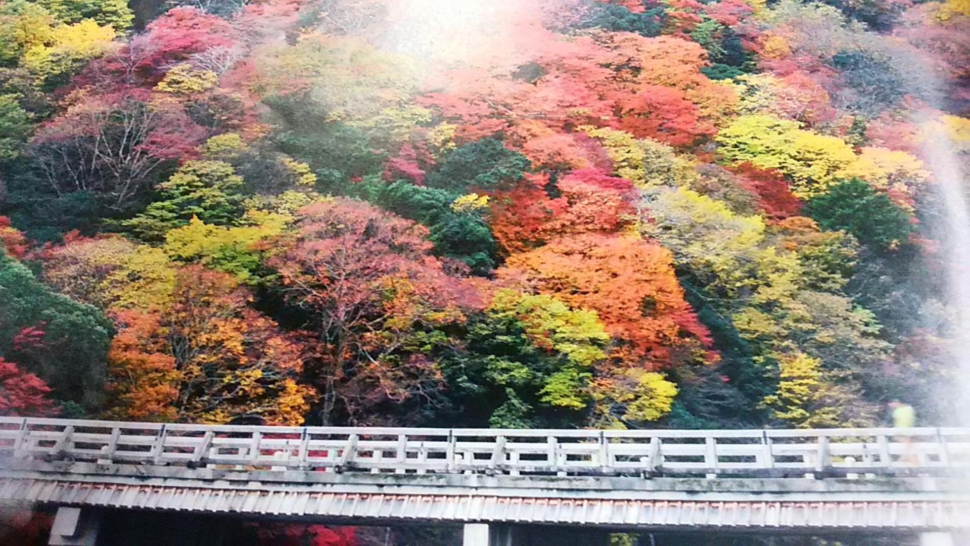 Photo 45