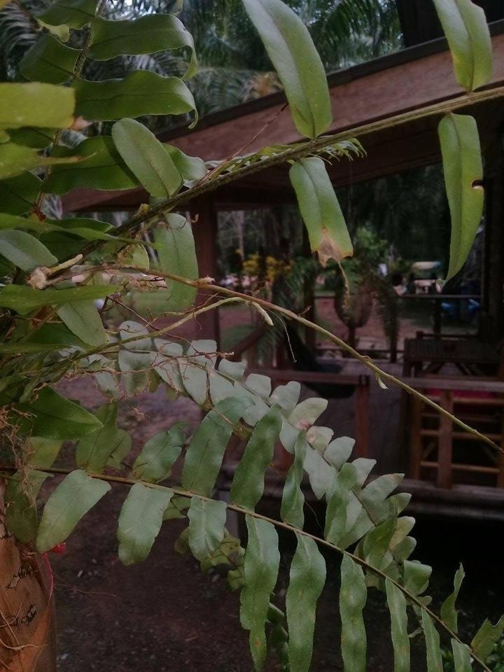 Mada Lanta Mai Keaw