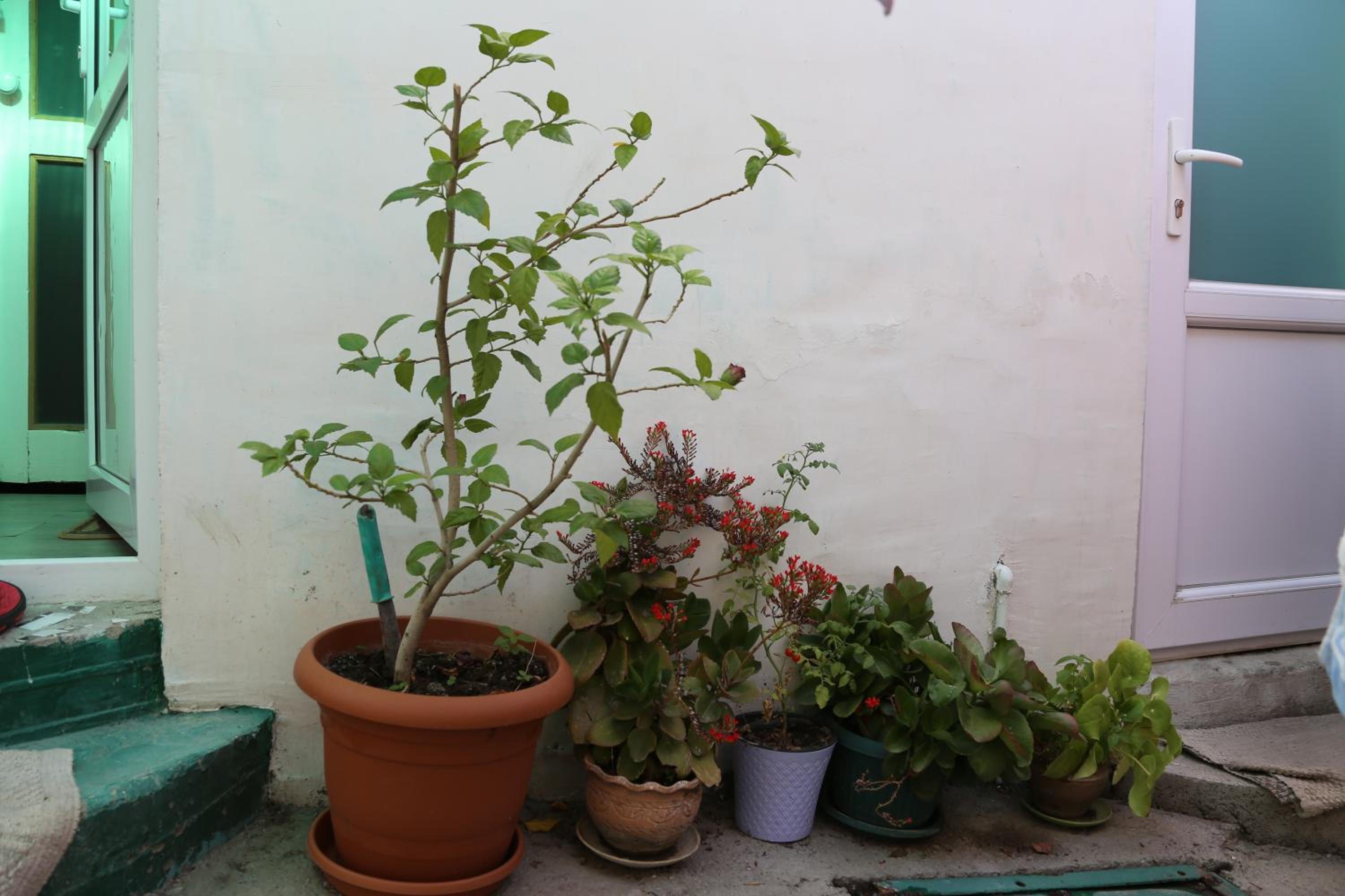 Guest House Nise