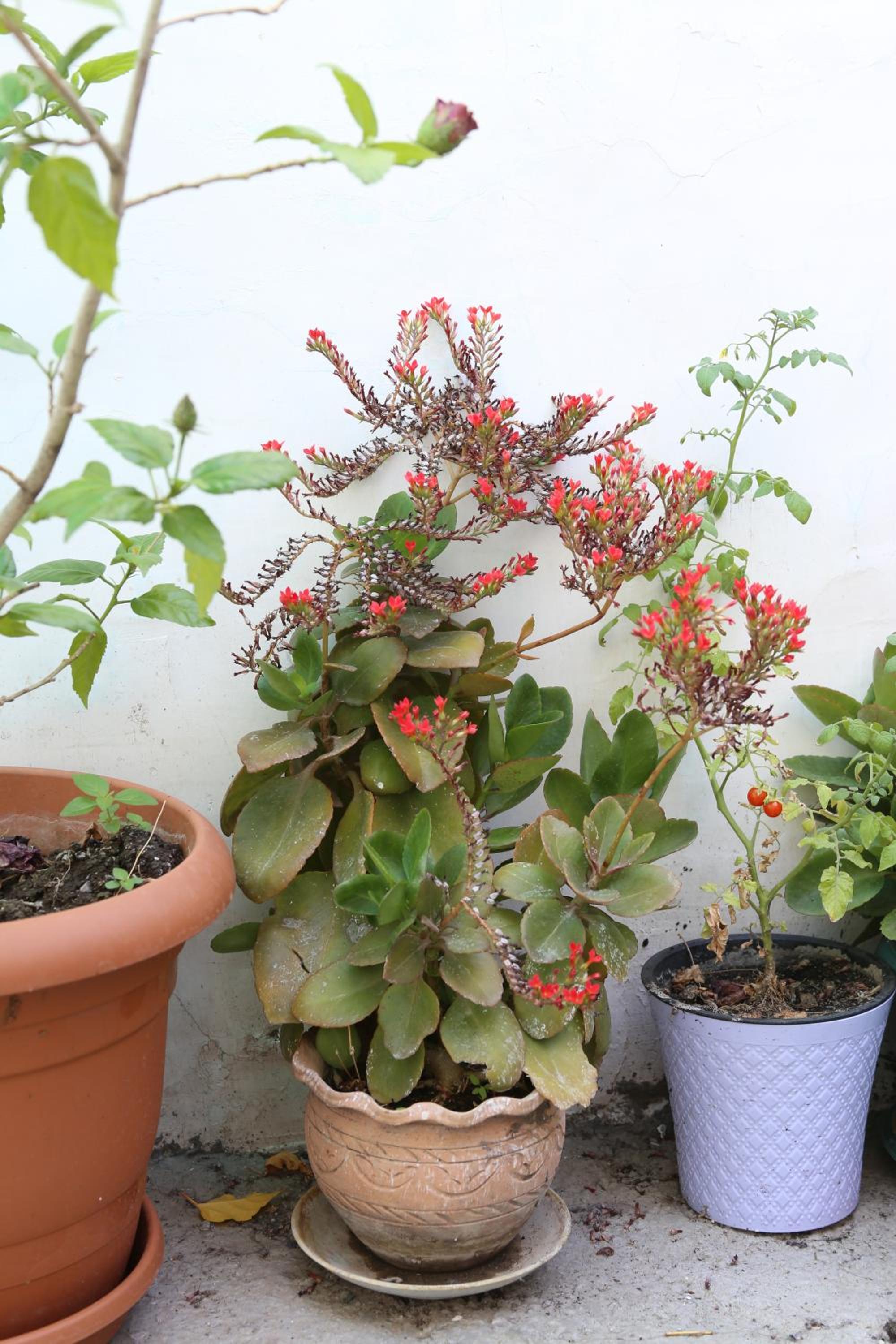 Guest House Nise