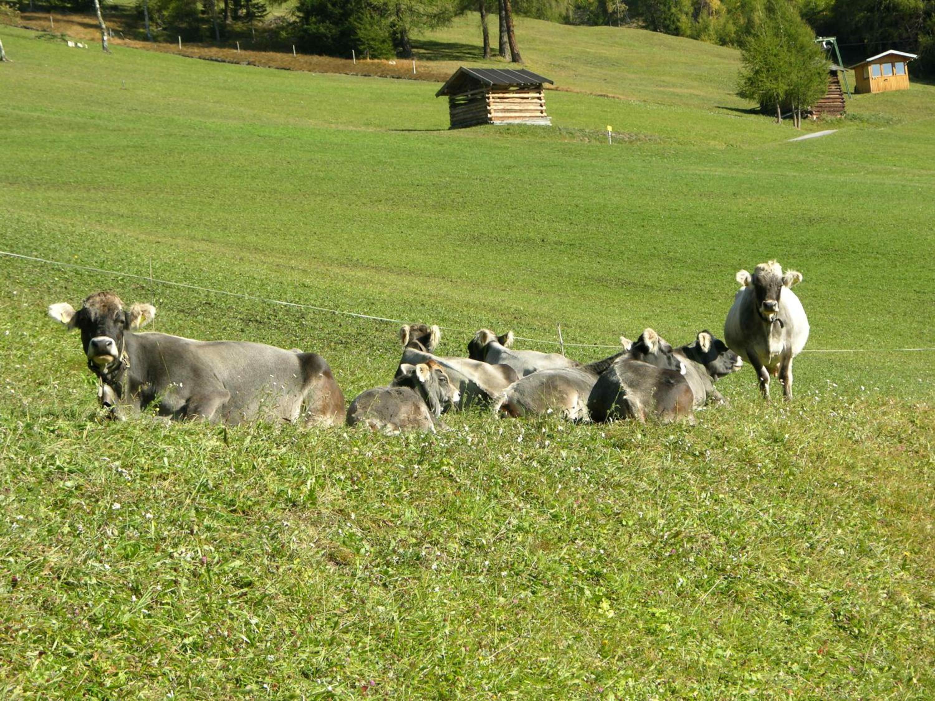 Naturerlebnis Lärchenhof