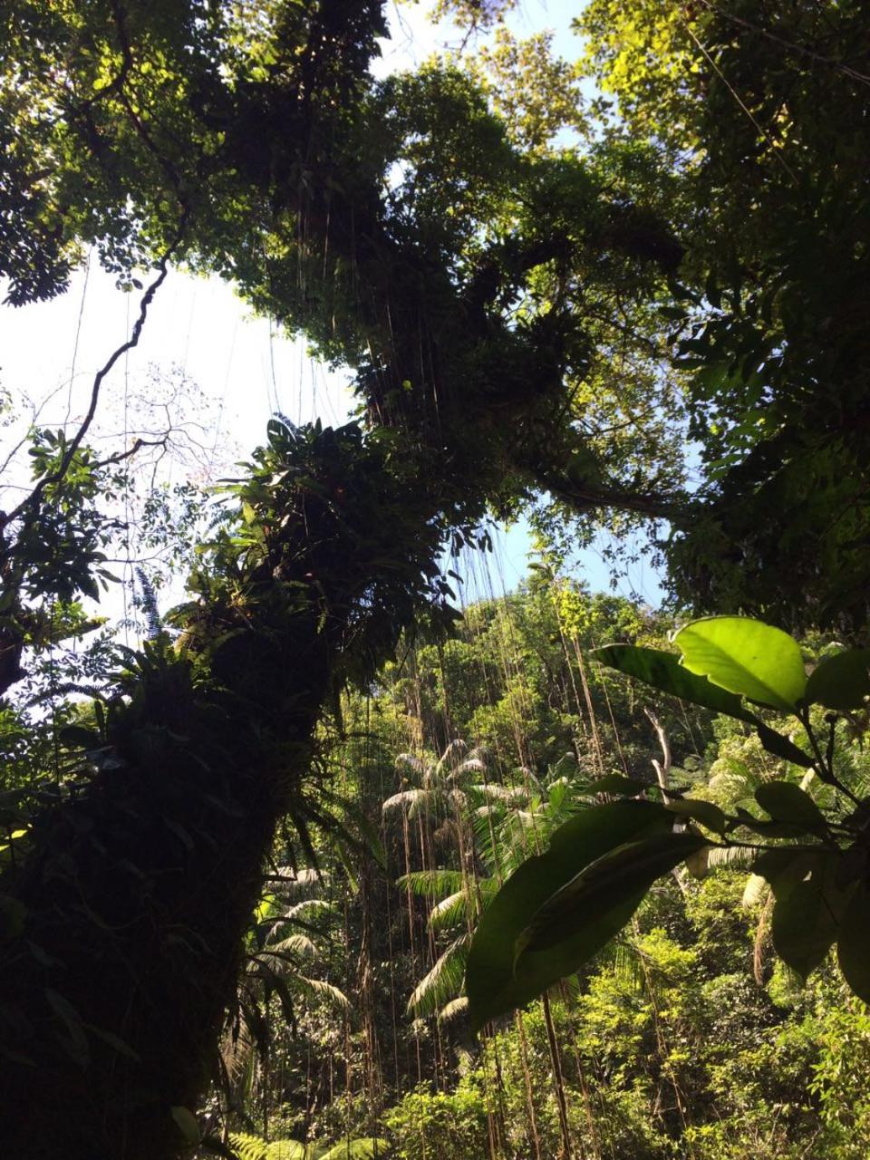 Casa Bacarirá - Floresta com Yoga e Café da Manhã Vegano
