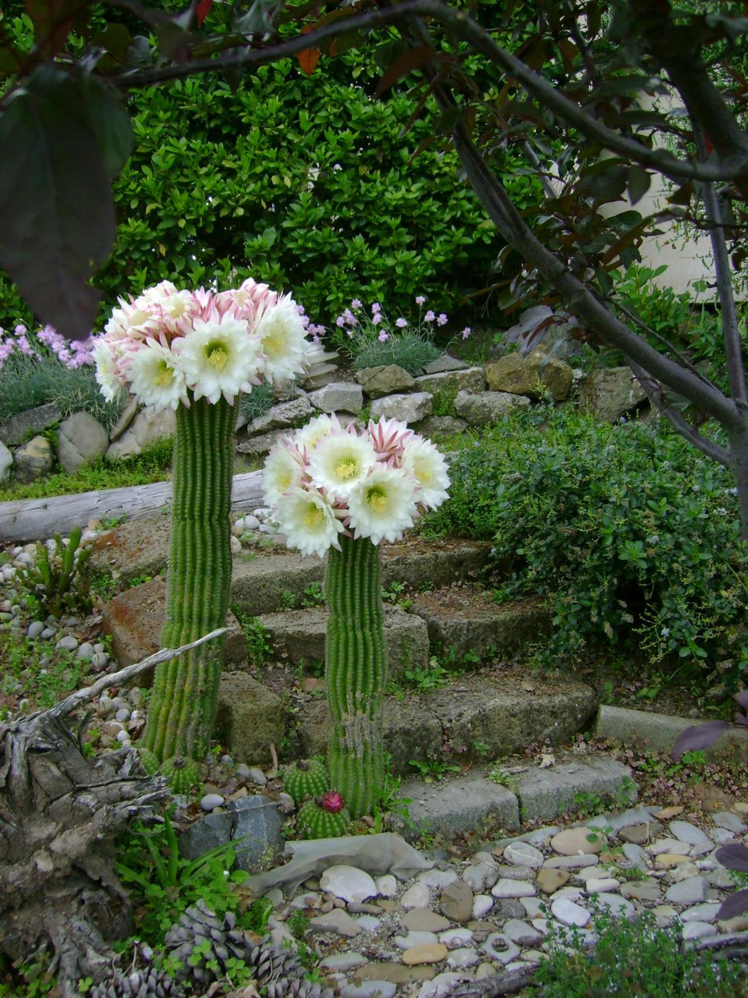La Paloma B&B di Charme