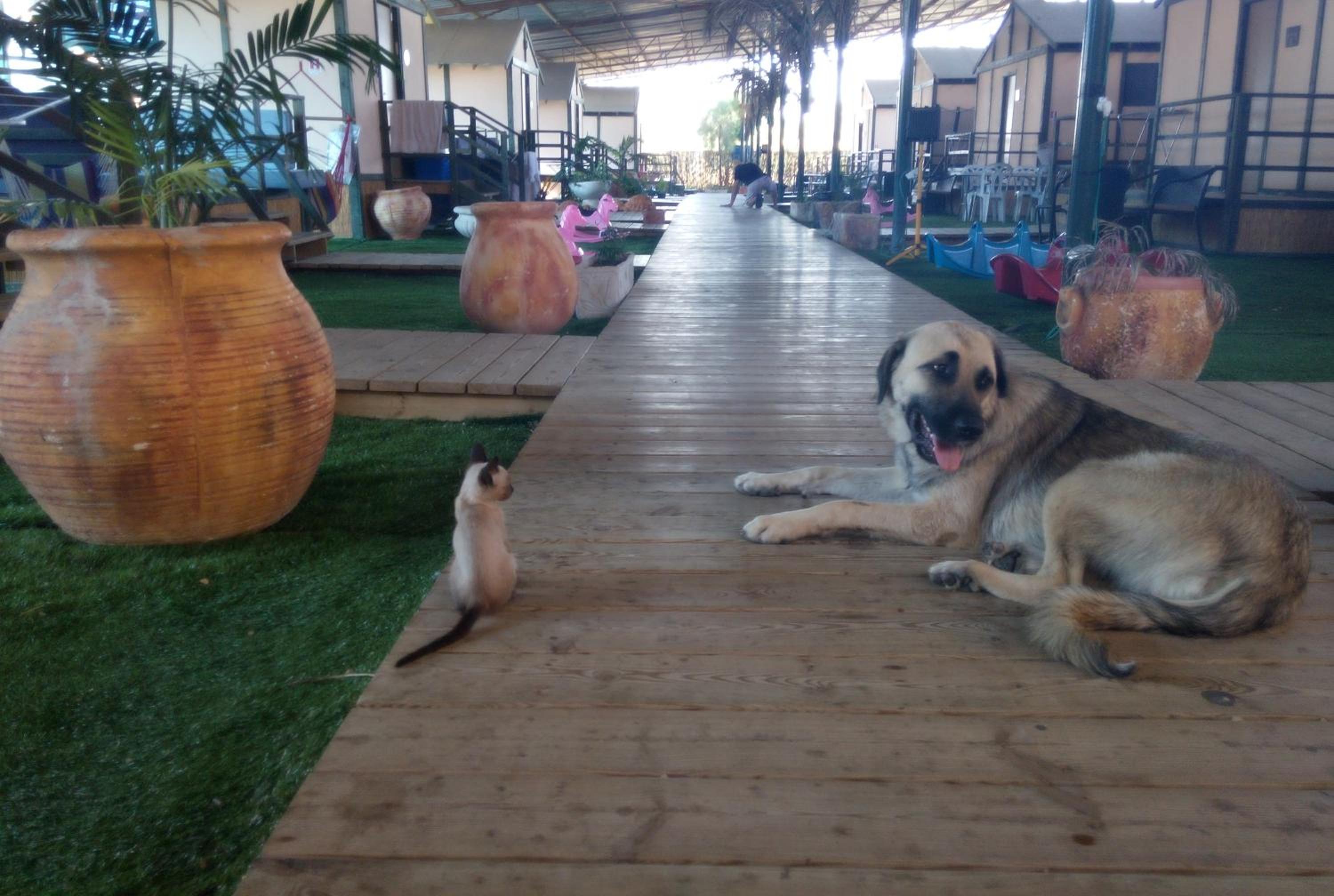 Adam's Farm
