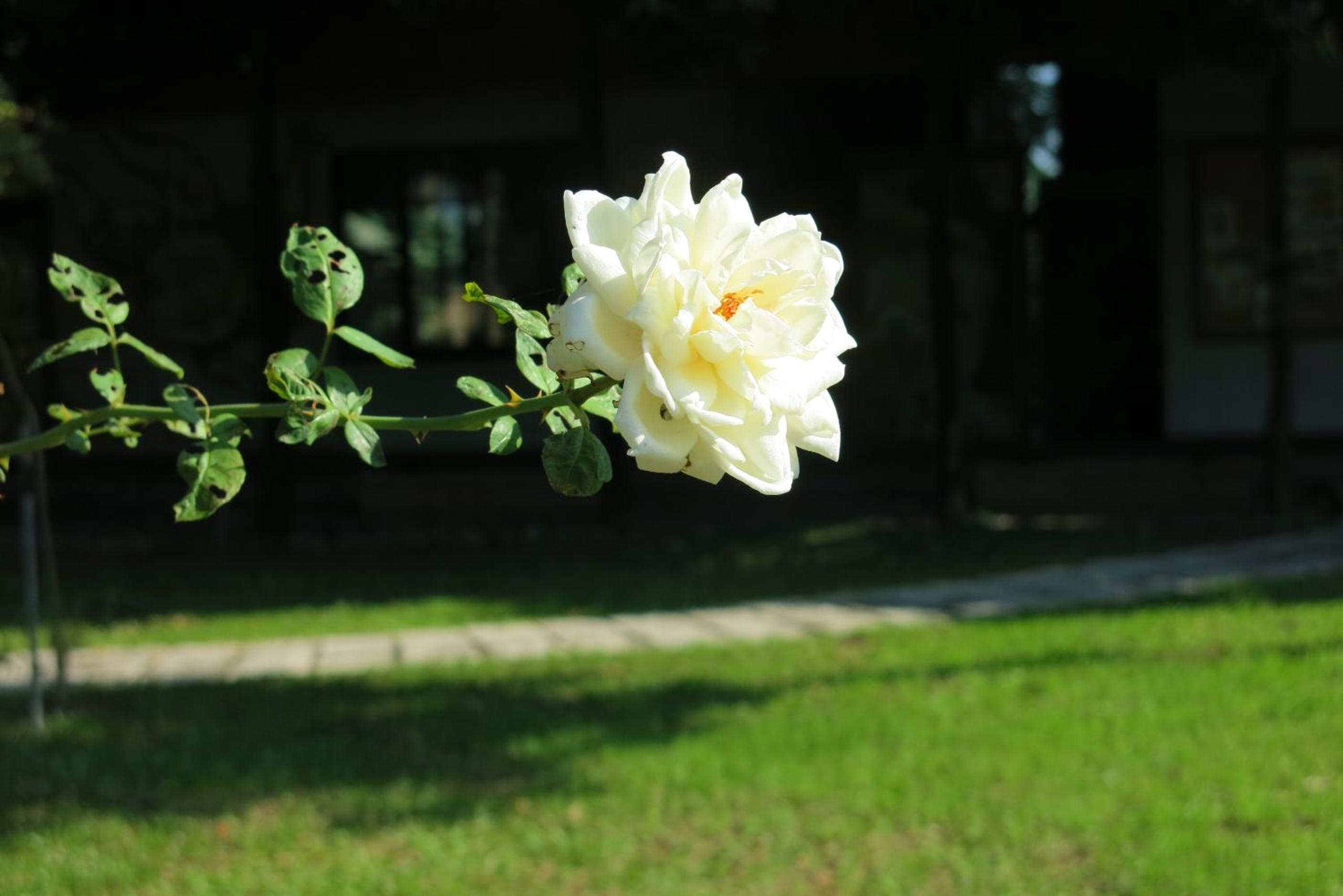 Photo 56