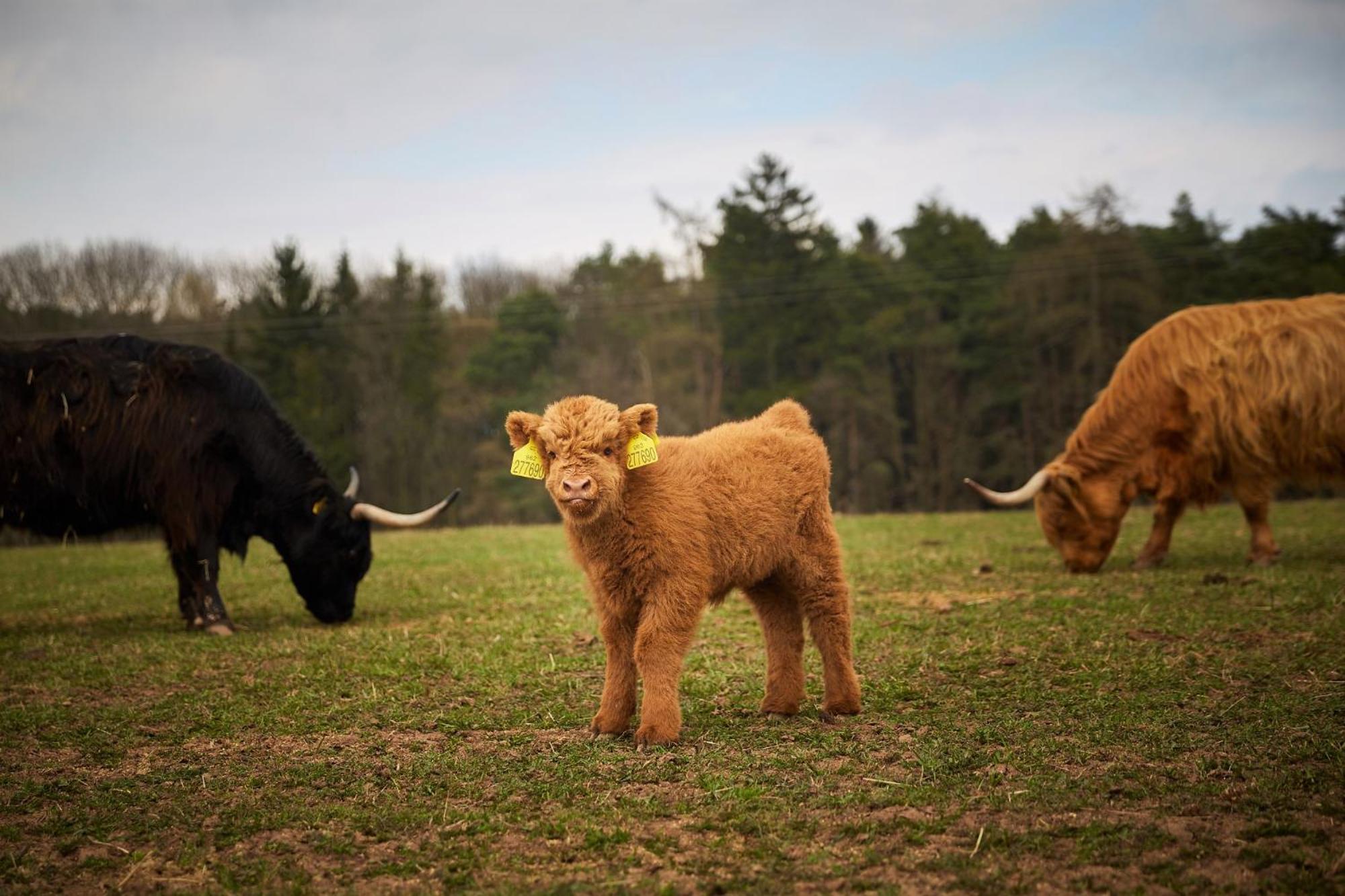 Resort Ohrada