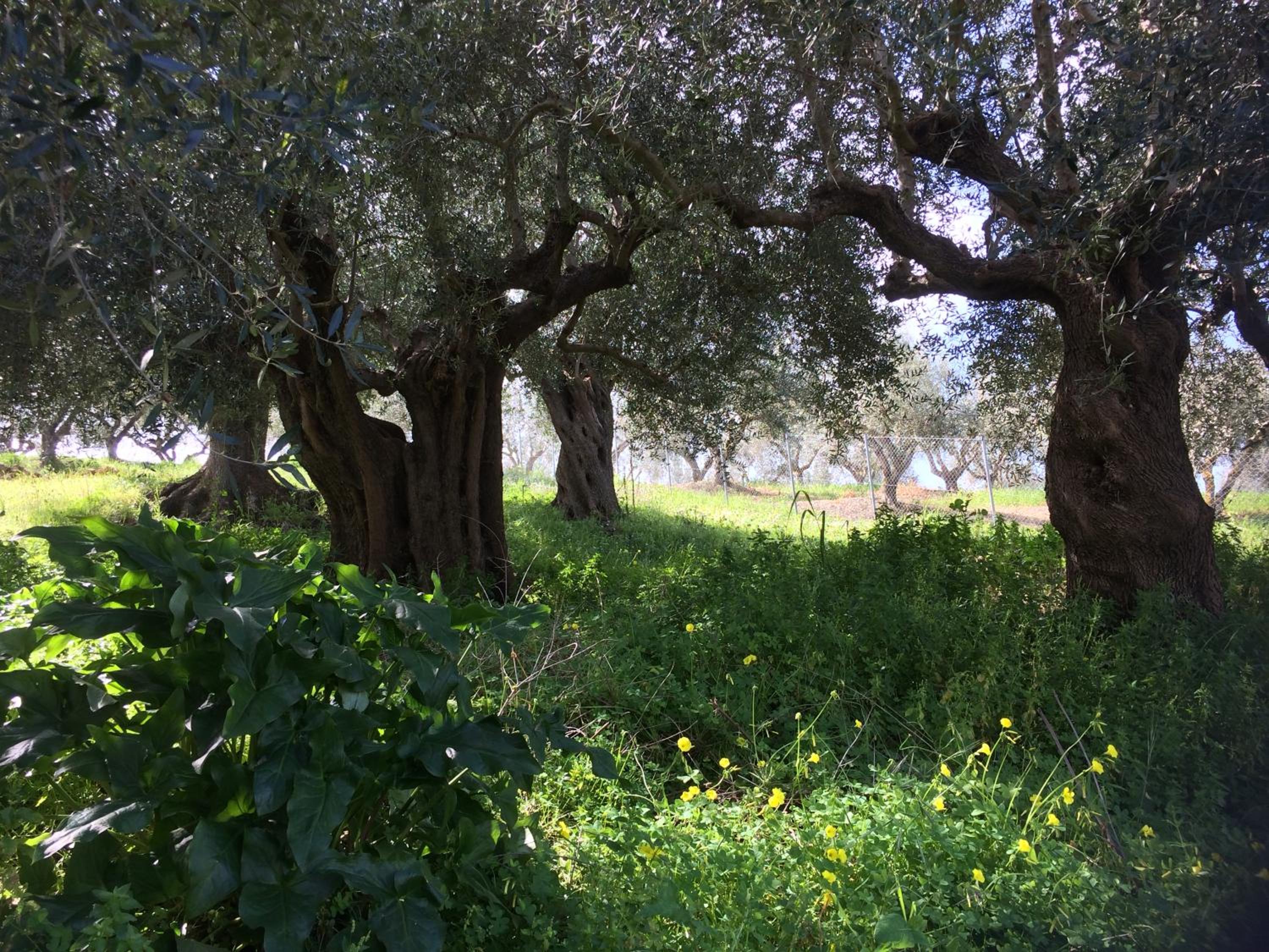 Hakuna Matata Holidays wooden lodge with airco & pool in Greek Olive Grove
