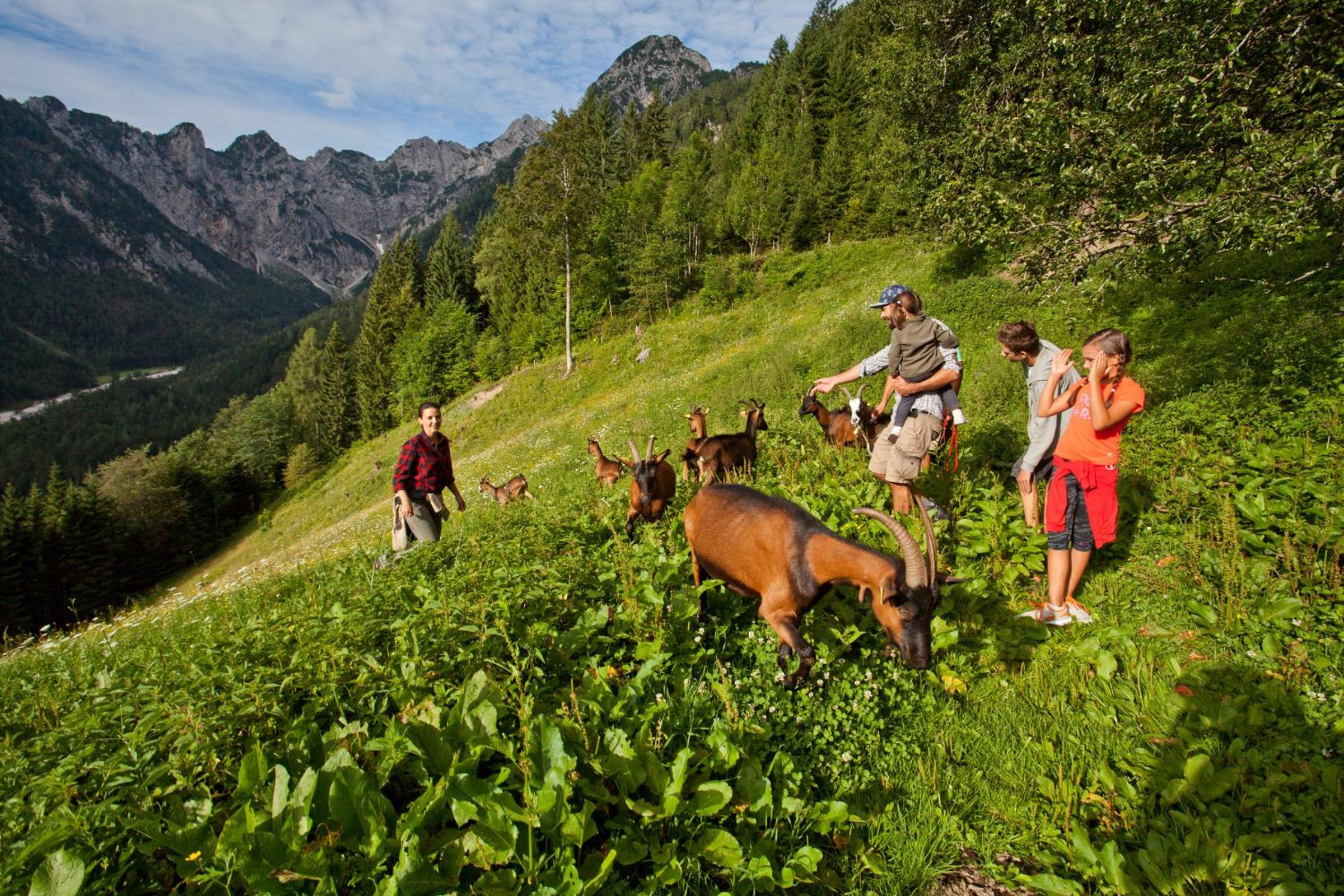Kmetija Matk view 5