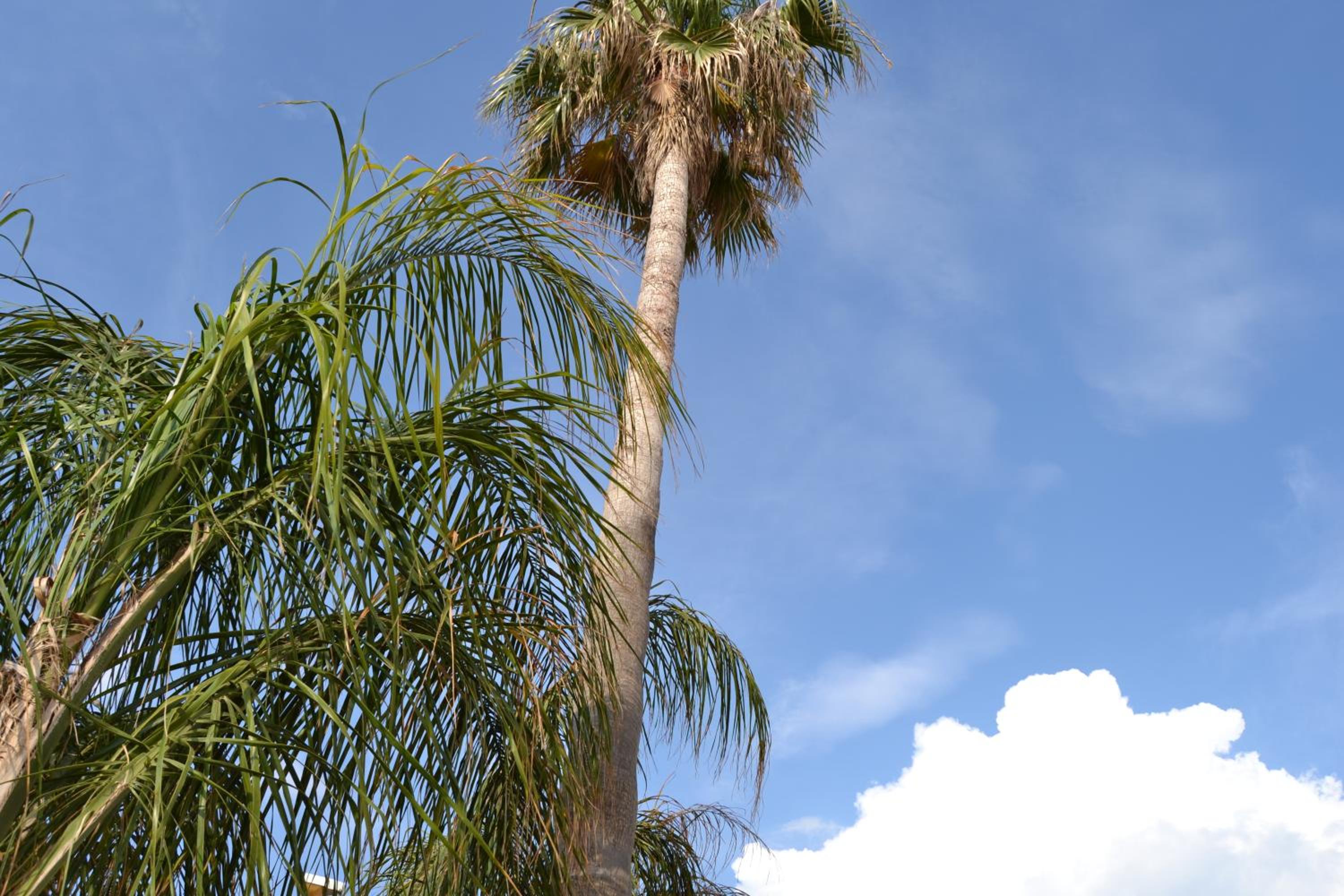 Affittacamere Torre Lapillo