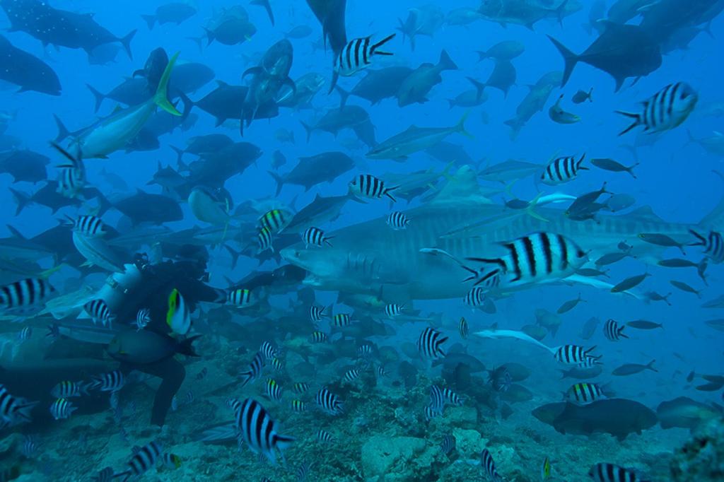 Beqa Lagoon Resort - view 23