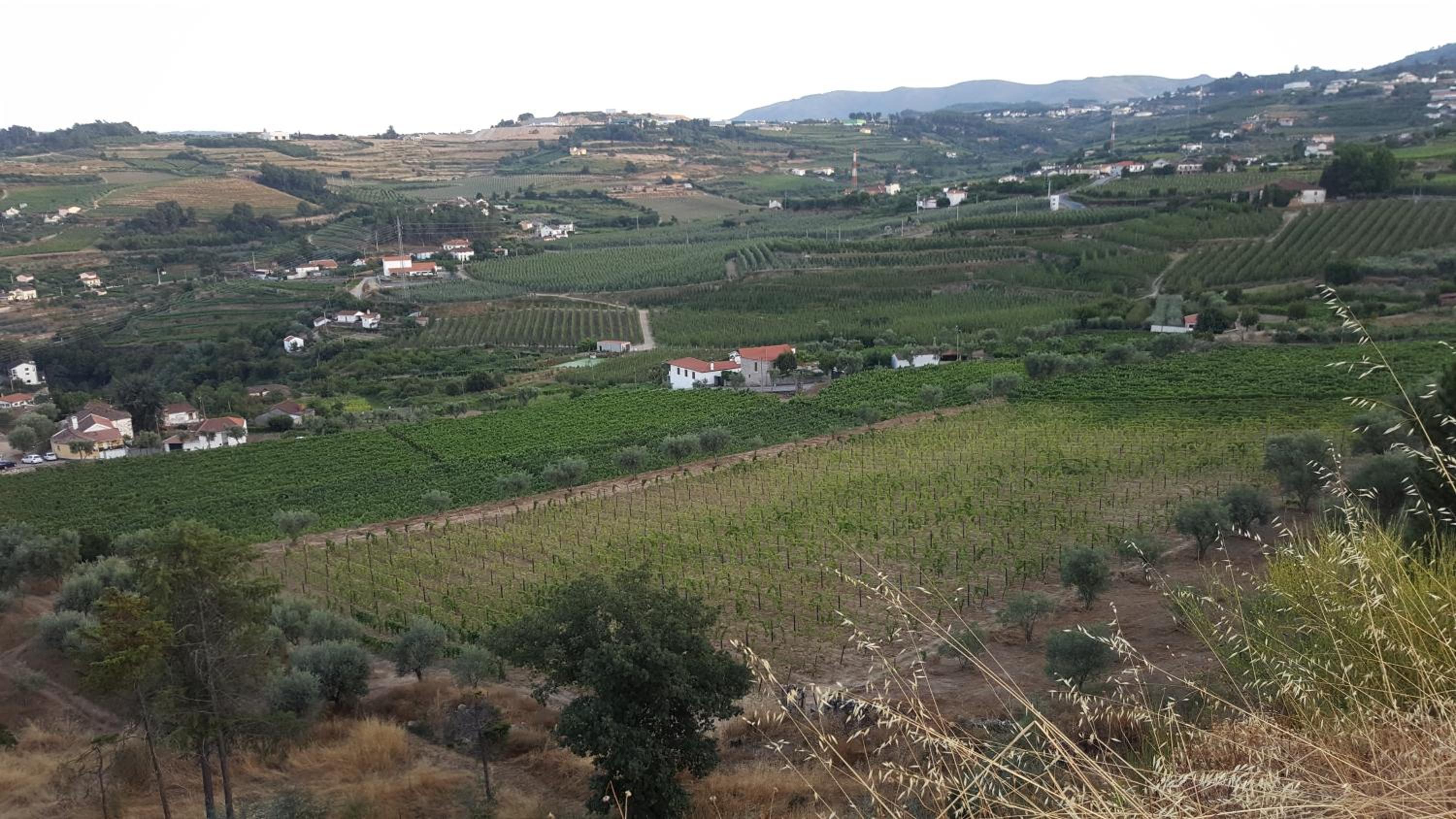Quinta Do Acipreste (Antiga Quinta Da Torre) view 4