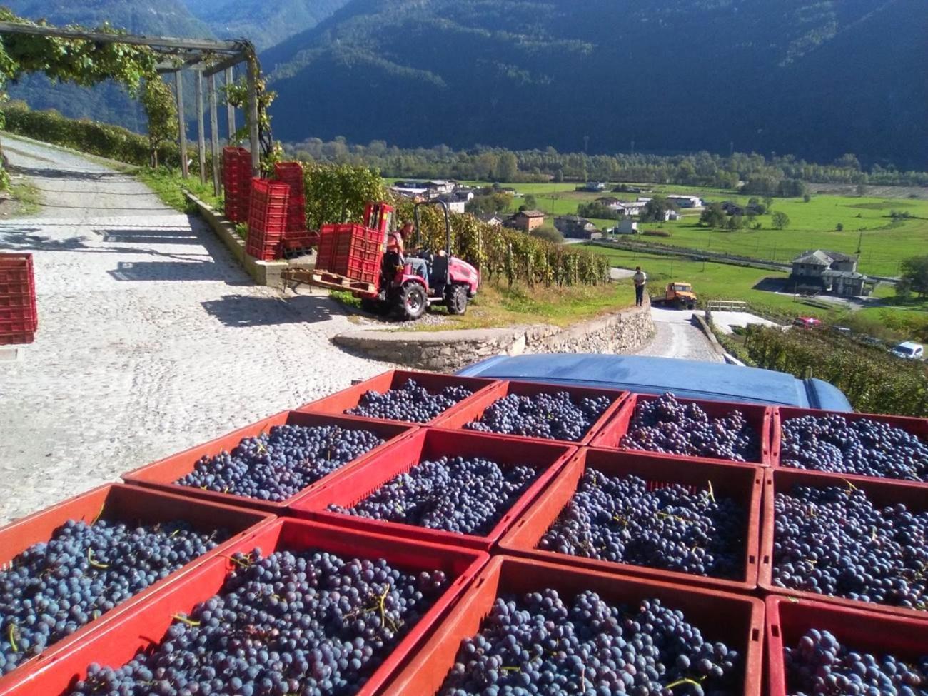Agriturismo Coltiviamo Sogni Berry & Wine B&B