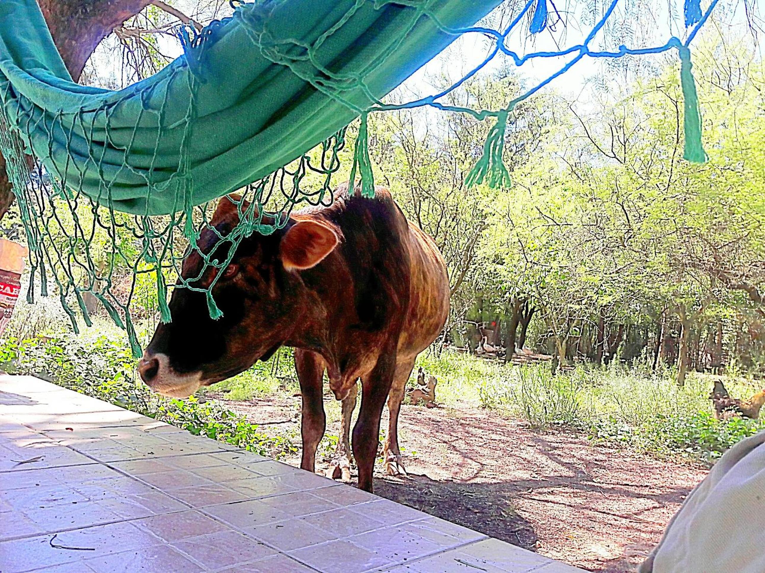 Cabañas de Campo