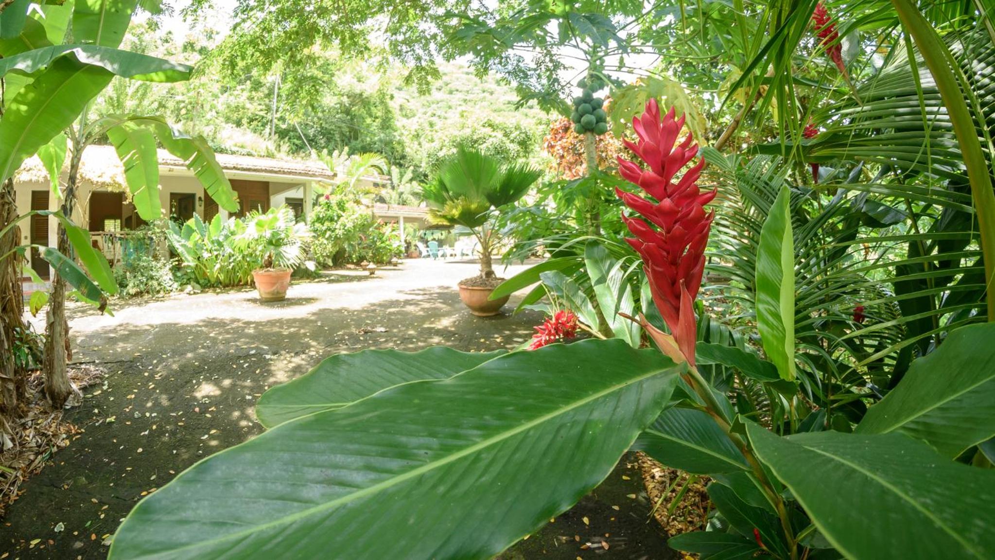 Martinique Treehouse view 5