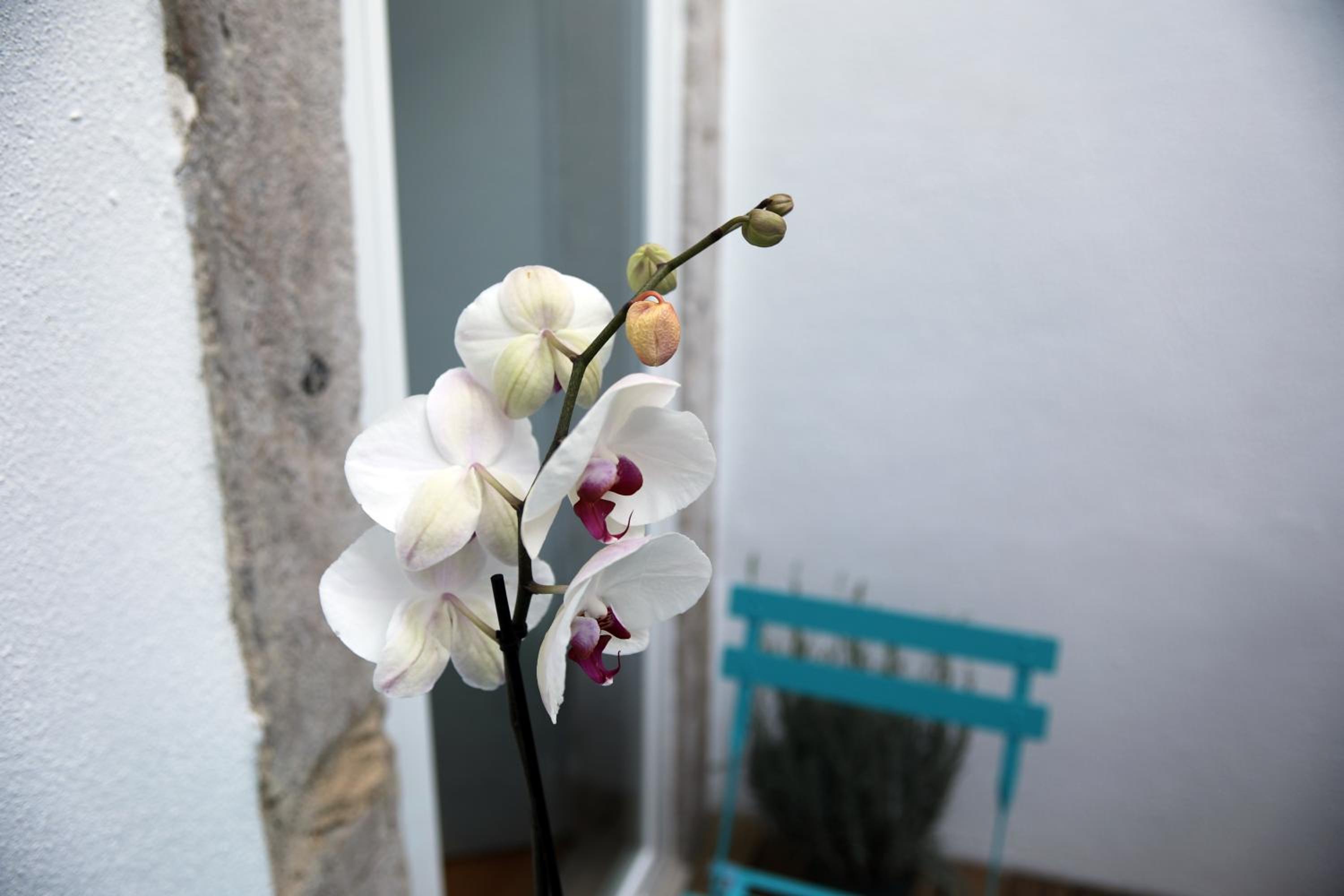 Santo Amaro's House view 4