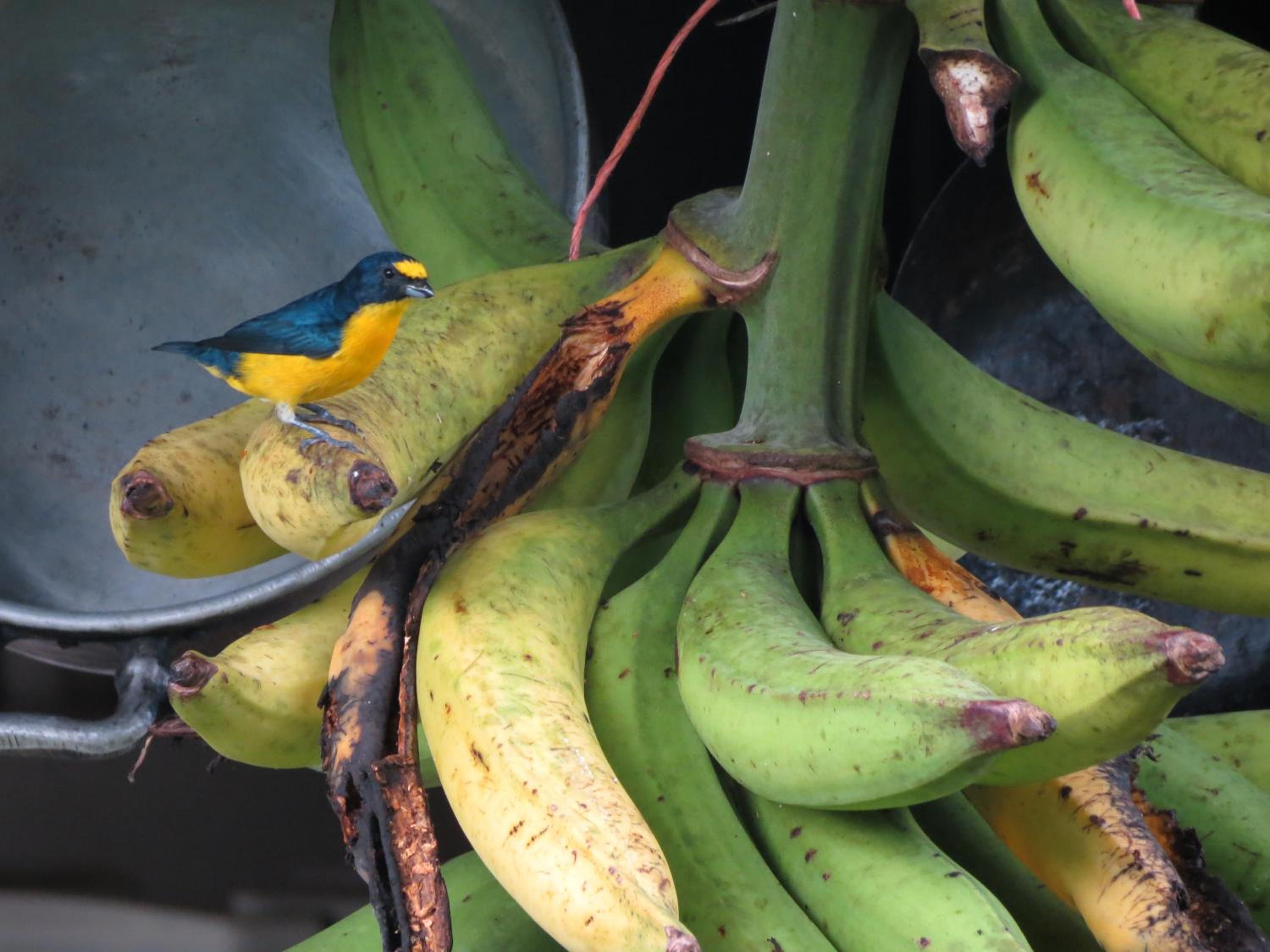 Vocaré Finca Agroecológica