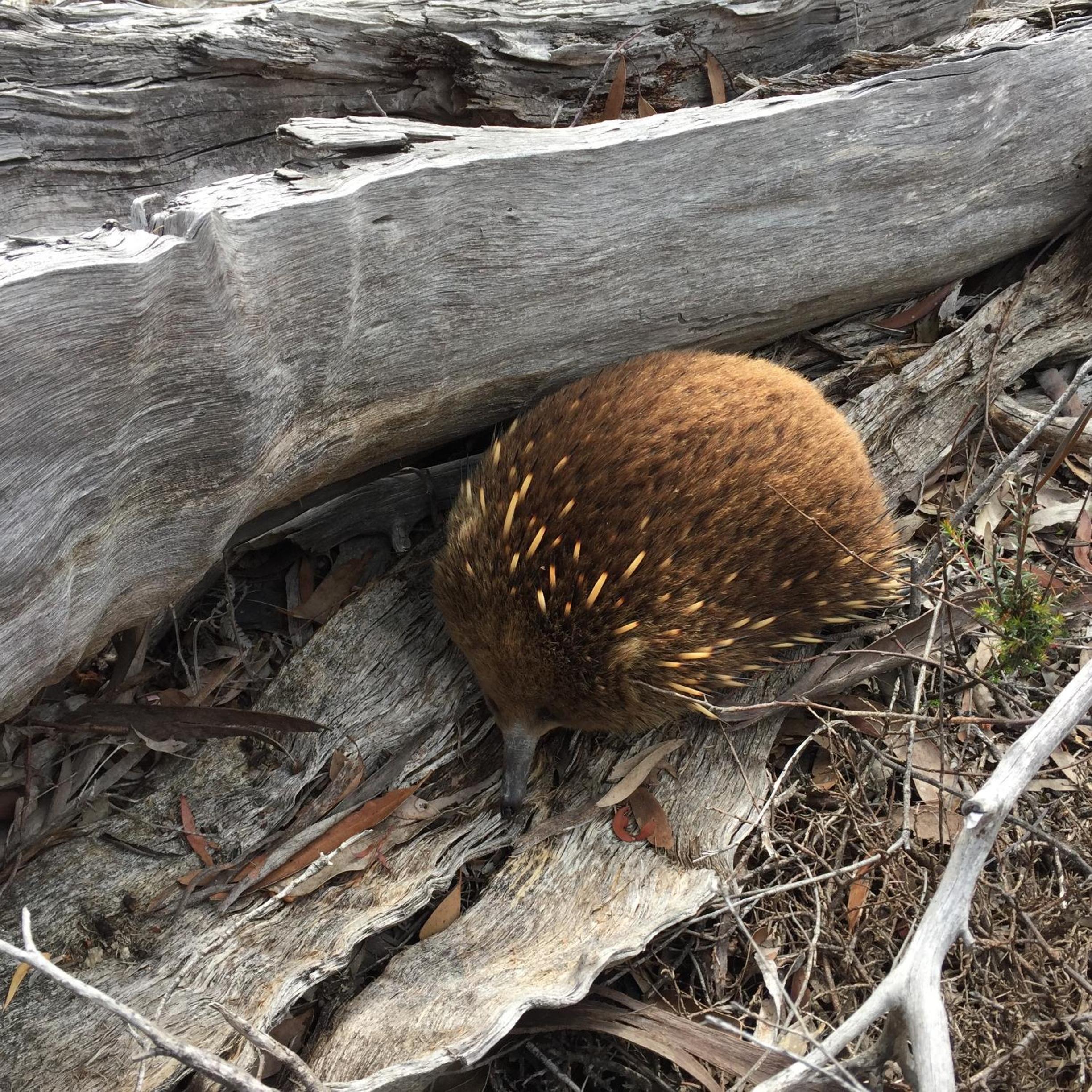Echidna on Bruny