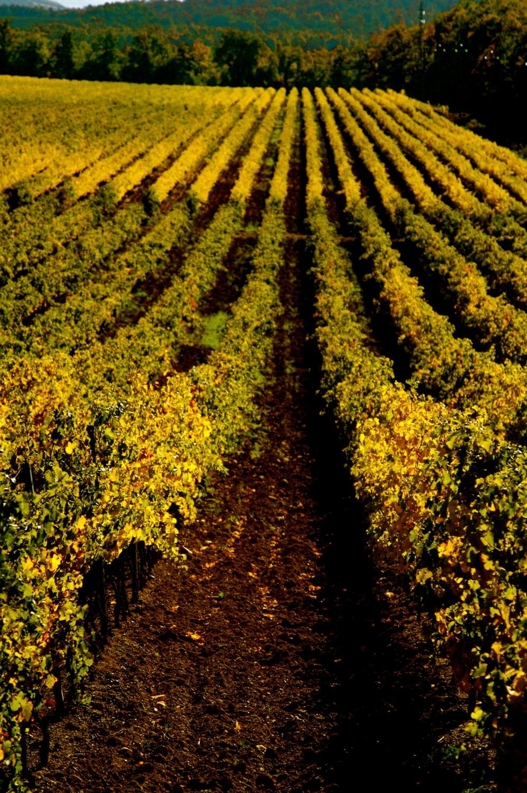 Tenuta Casabianca
