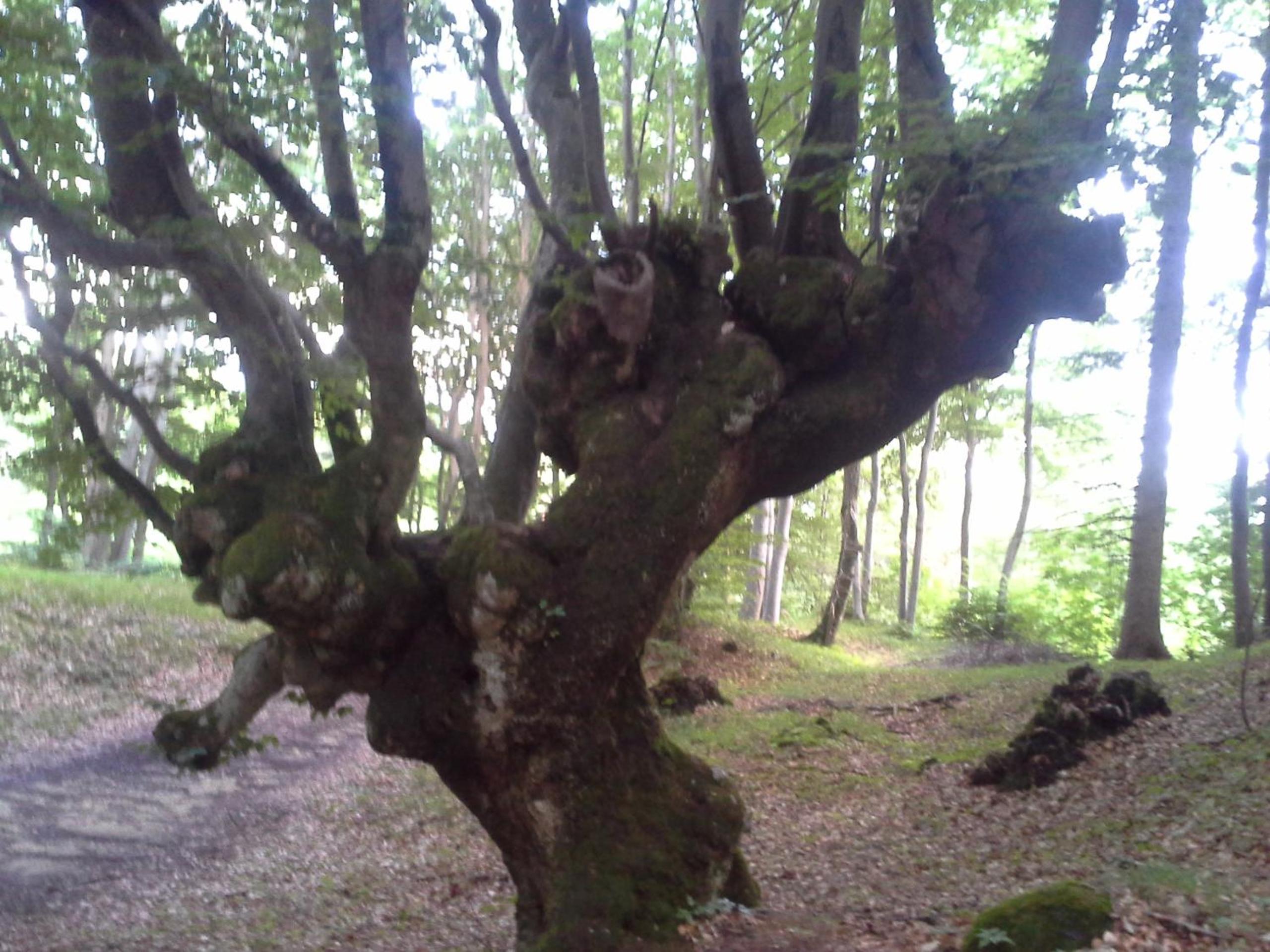 Photo 28