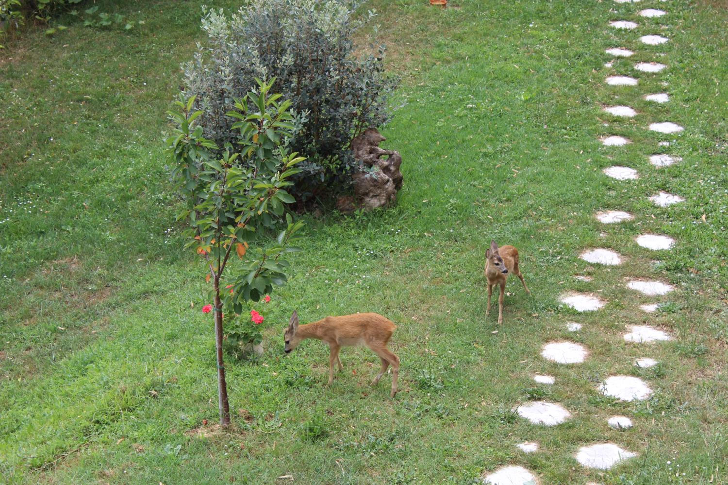 Photo 46