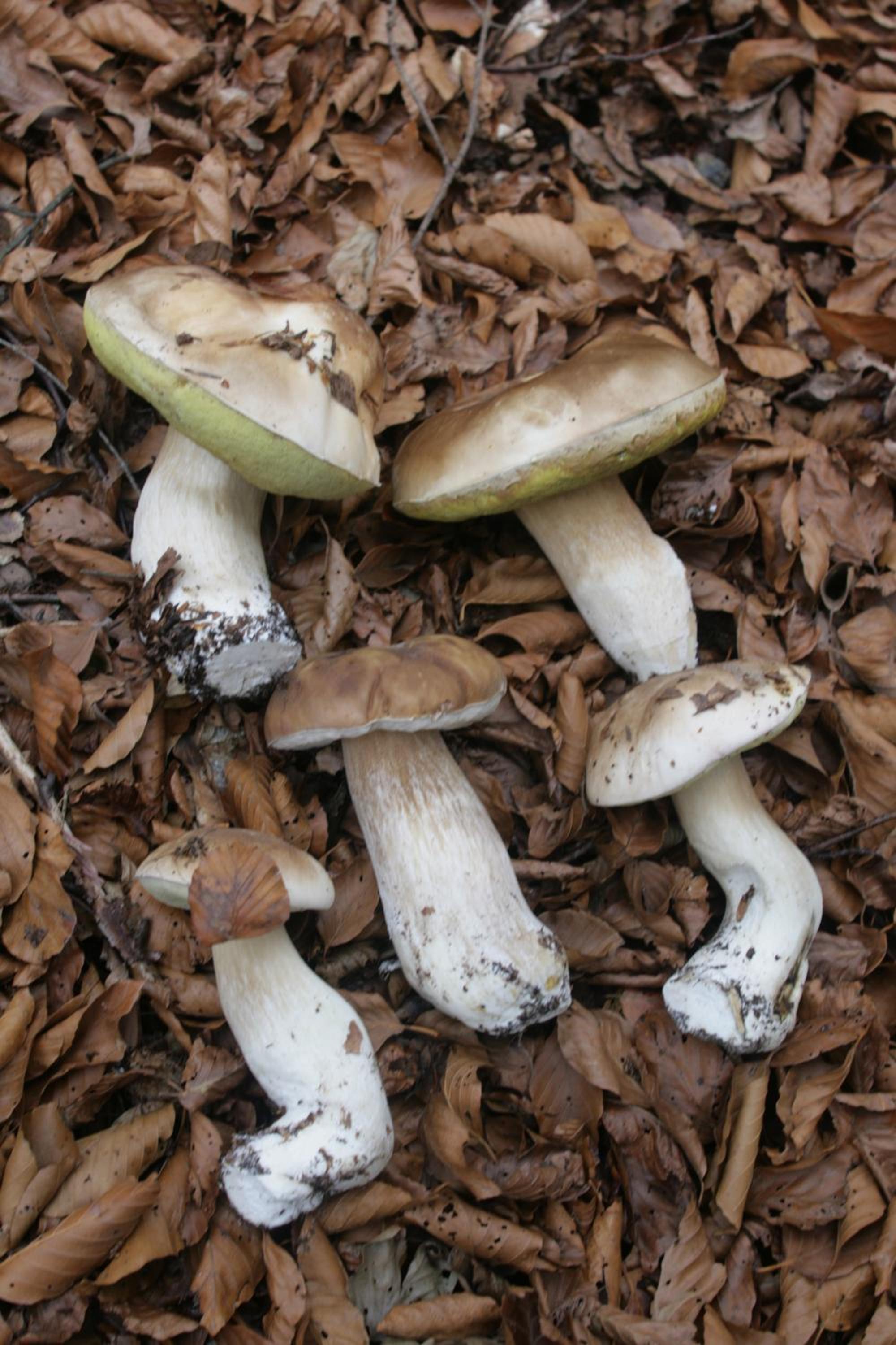 Photo 40