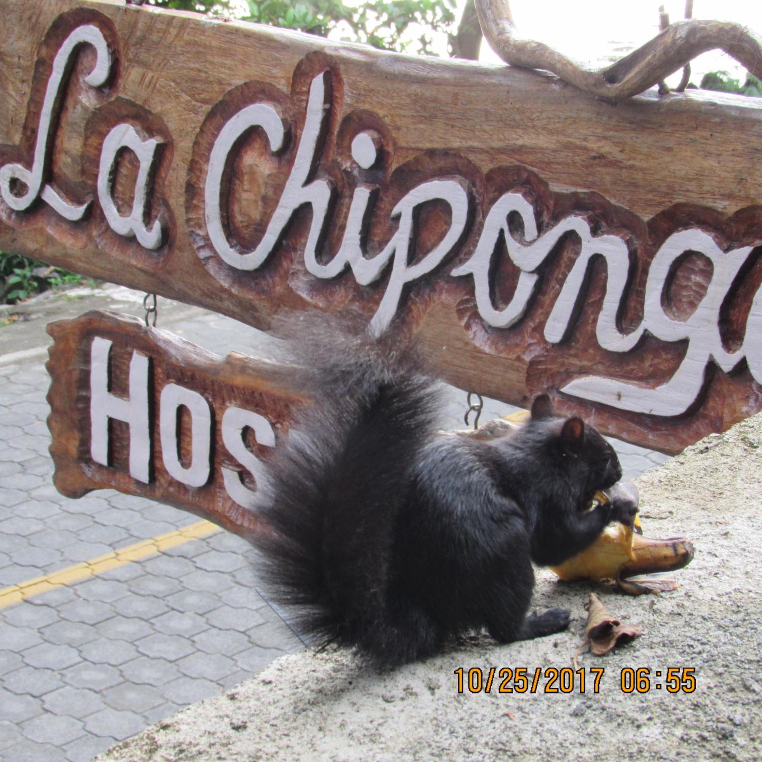 Photo 44