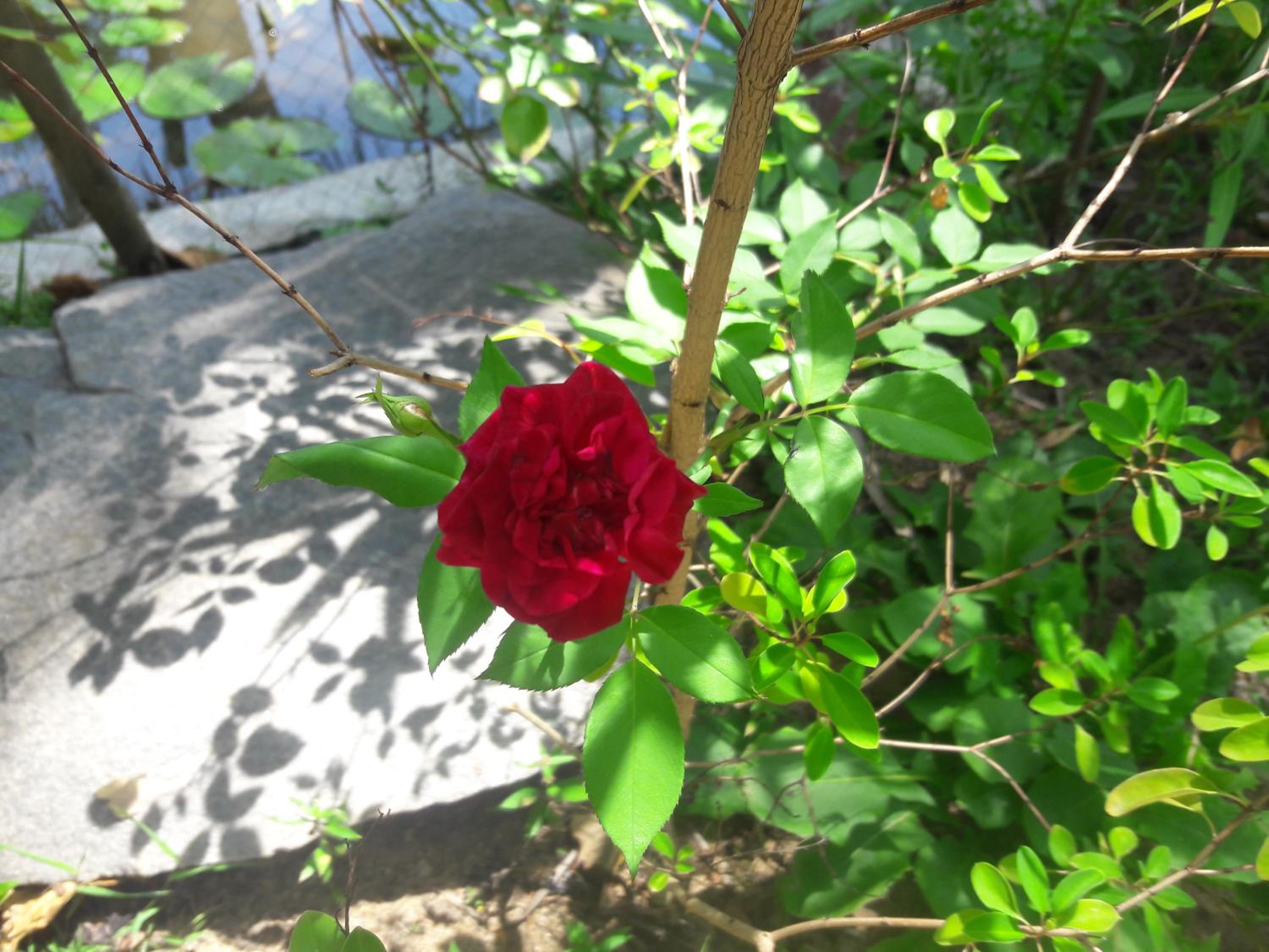 Photo 15