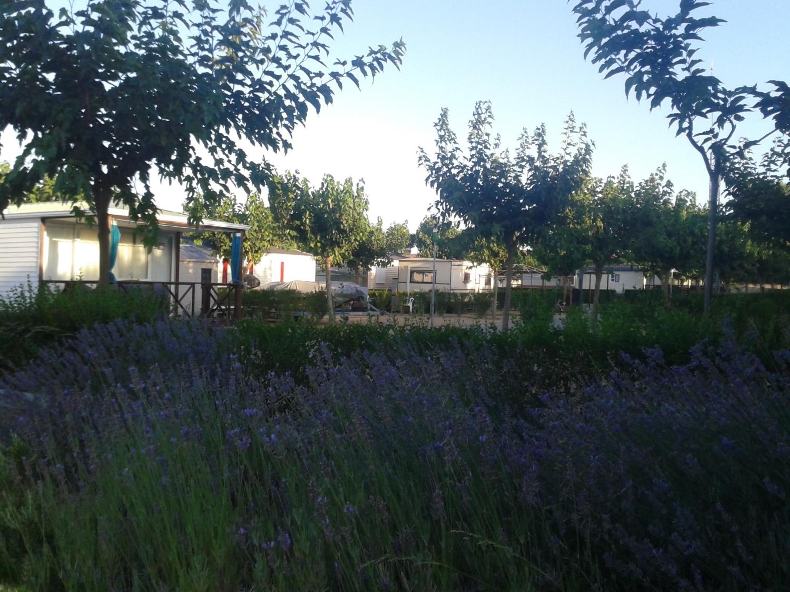 Camping Fayón Fishing
