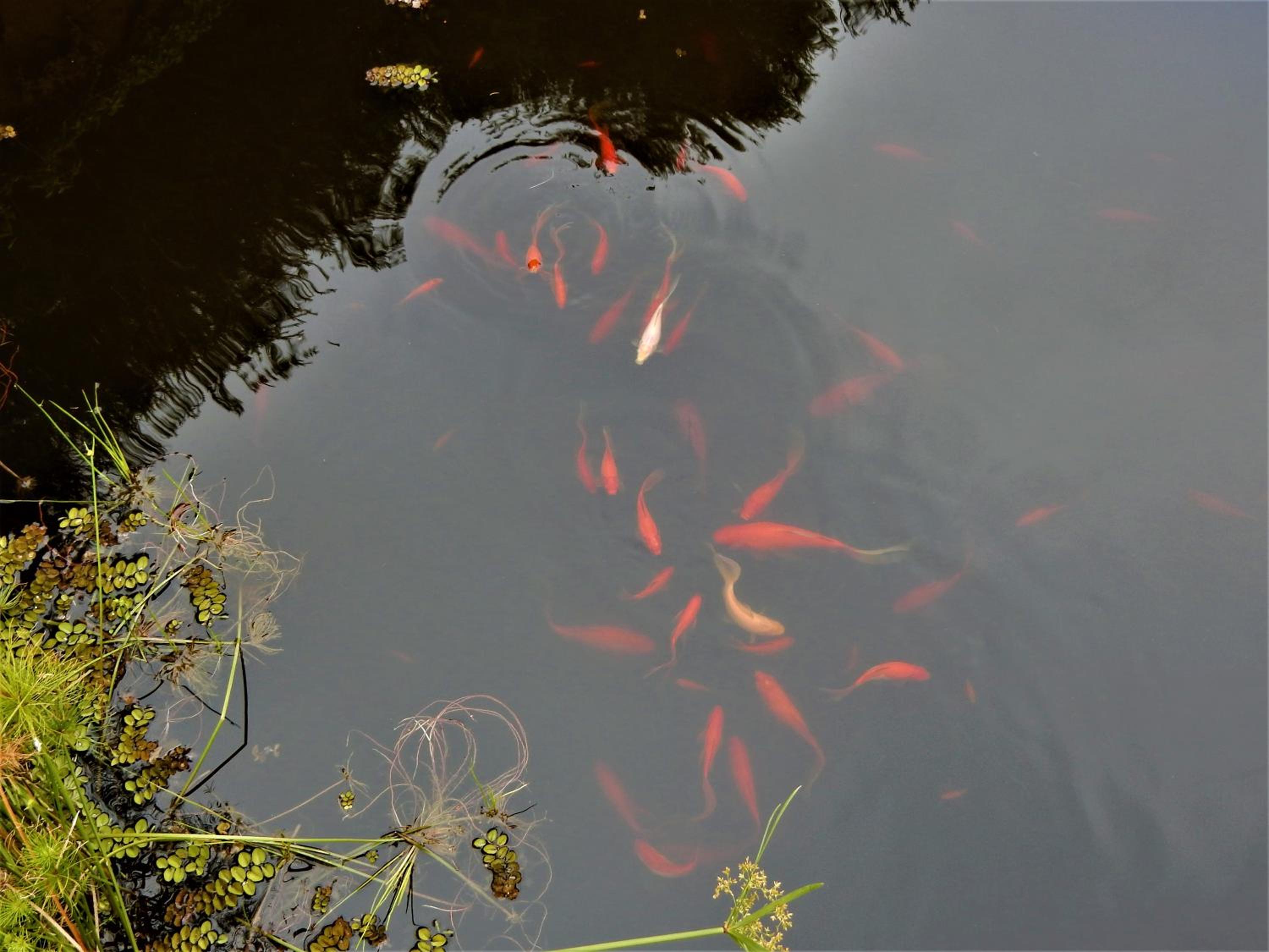Photo 43