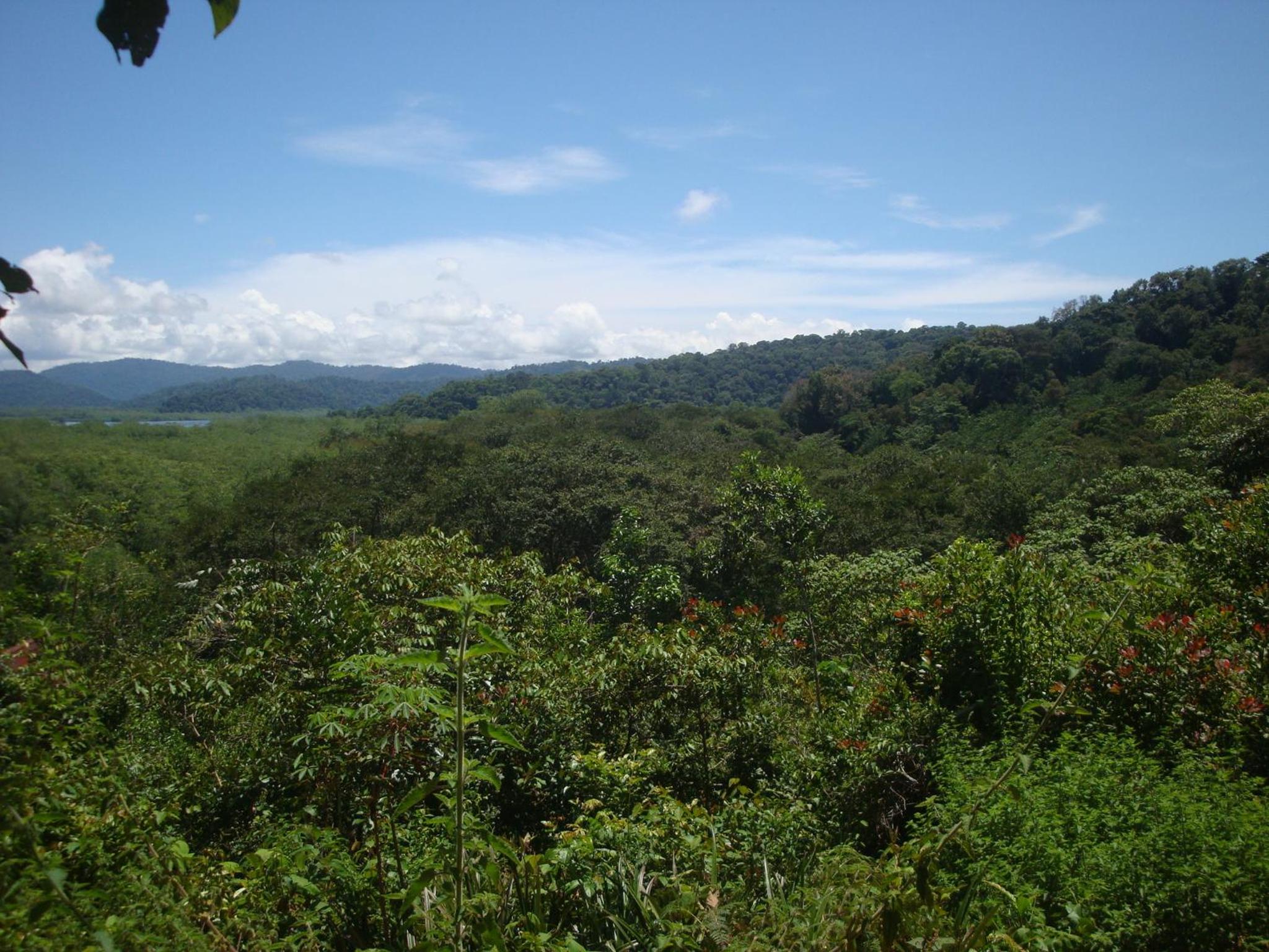 Isla Violin Eco-Lodge