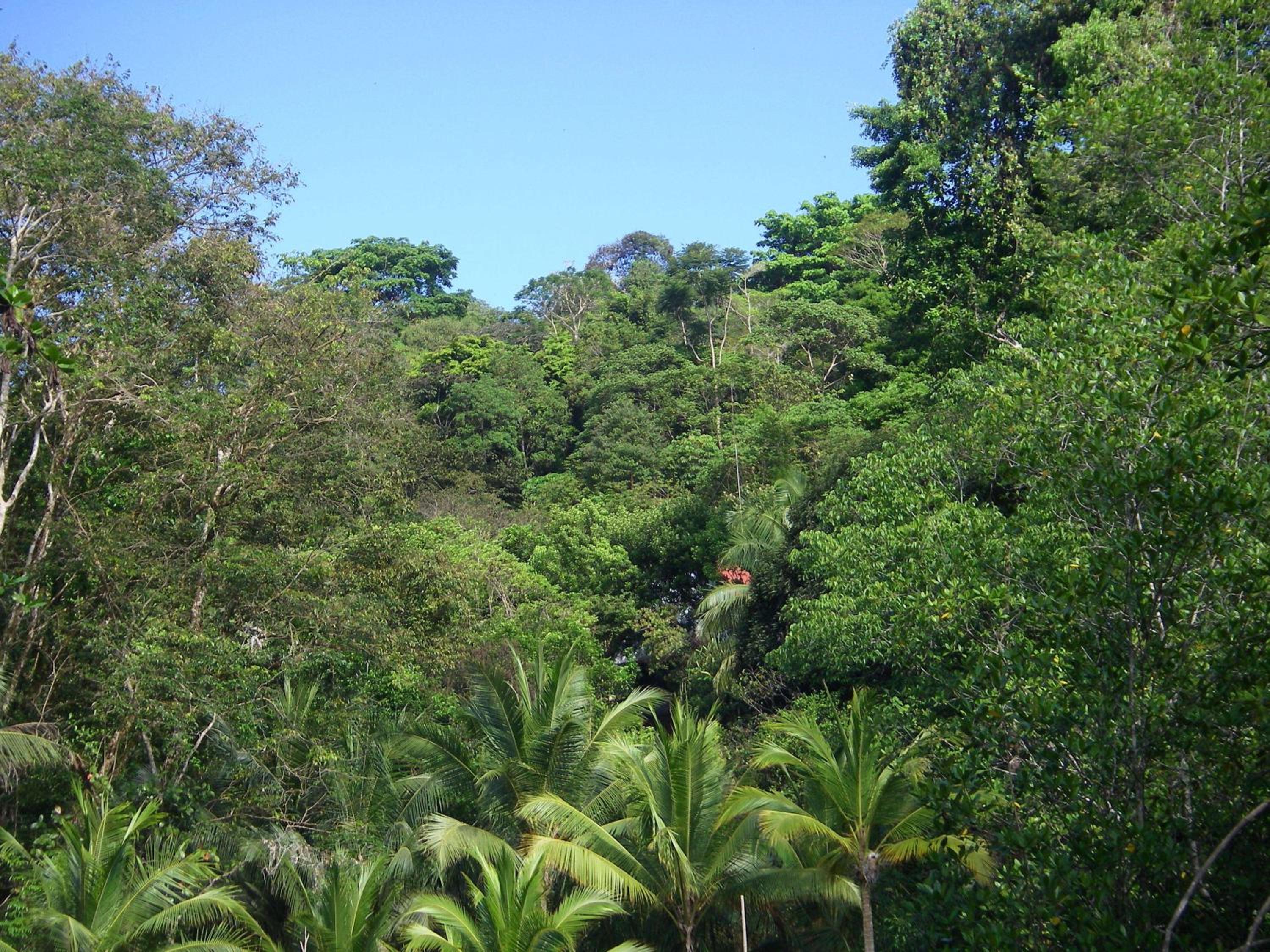 Isla Violin Eco-Lodge