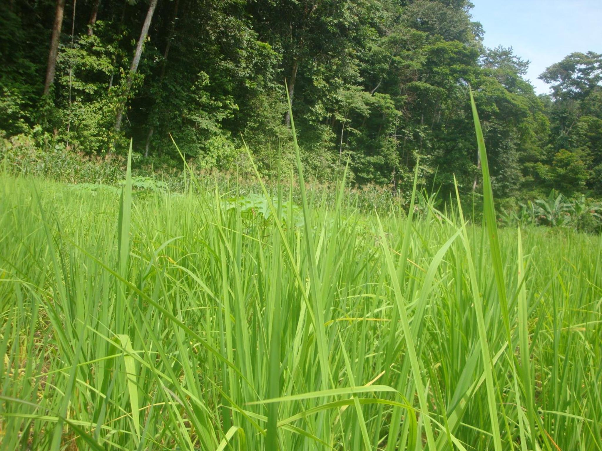Isla Violin Eco-Lodge