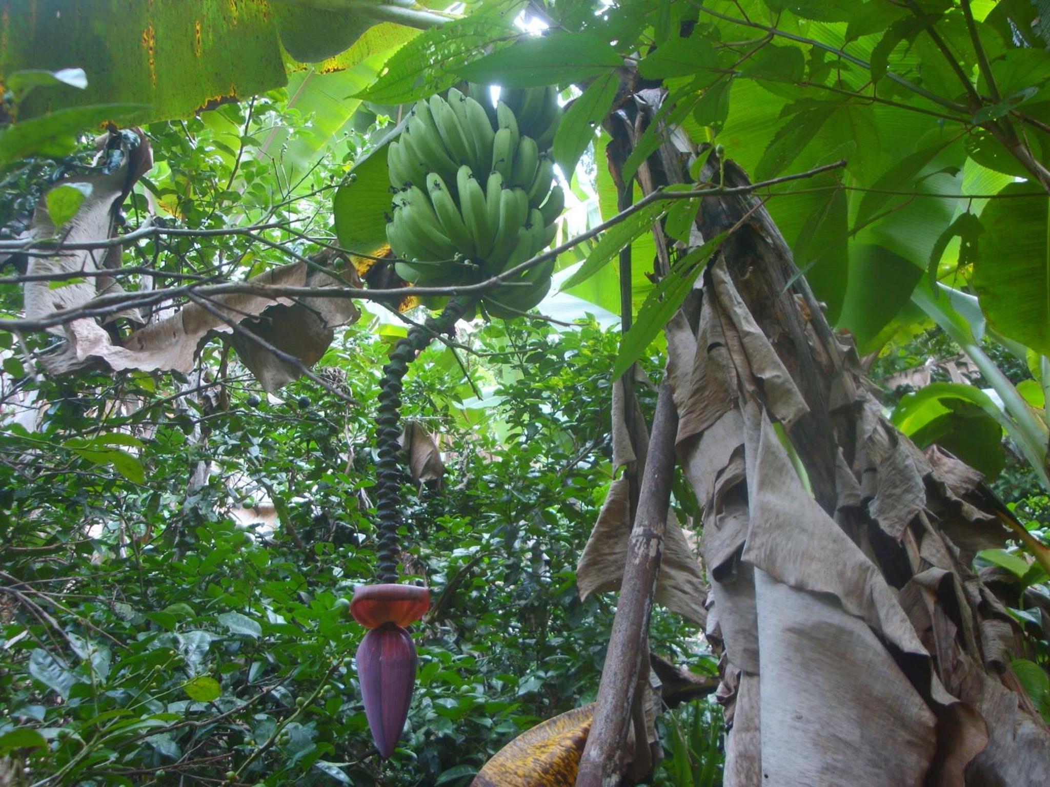 Isla Violin Eco-Lodge