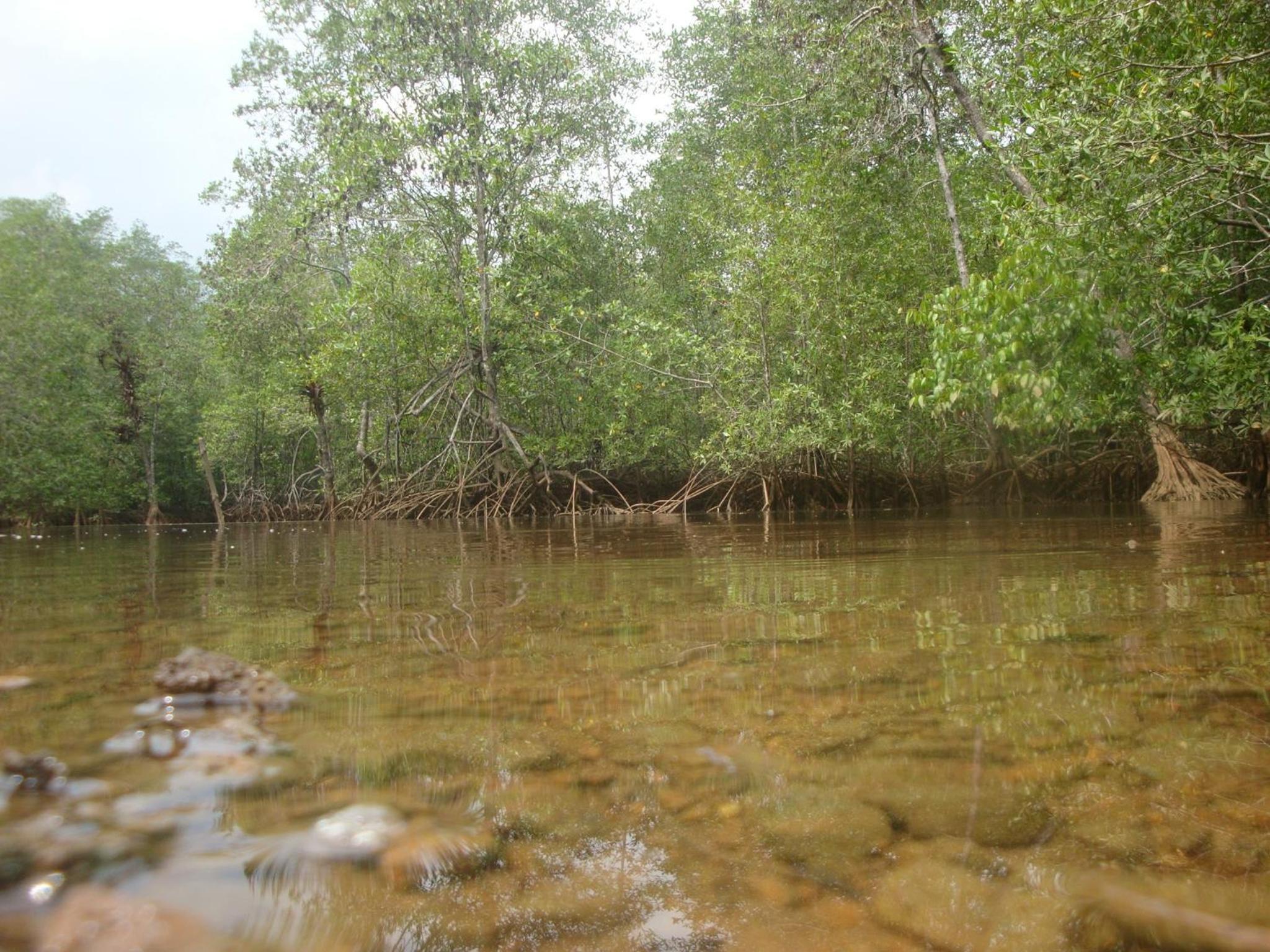Isla Violin Eco-Lodge