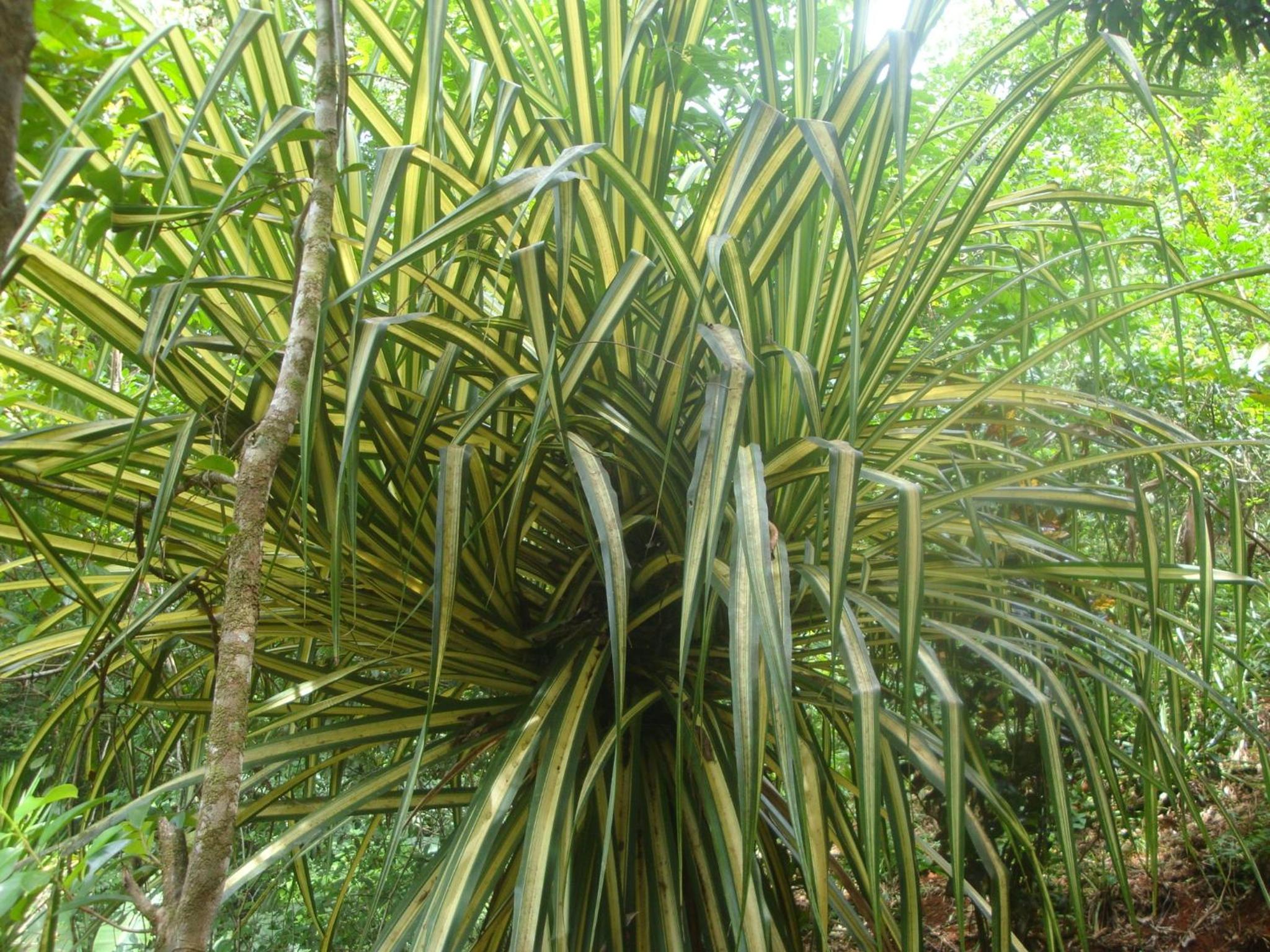 Isla Violin Eco-Lodge