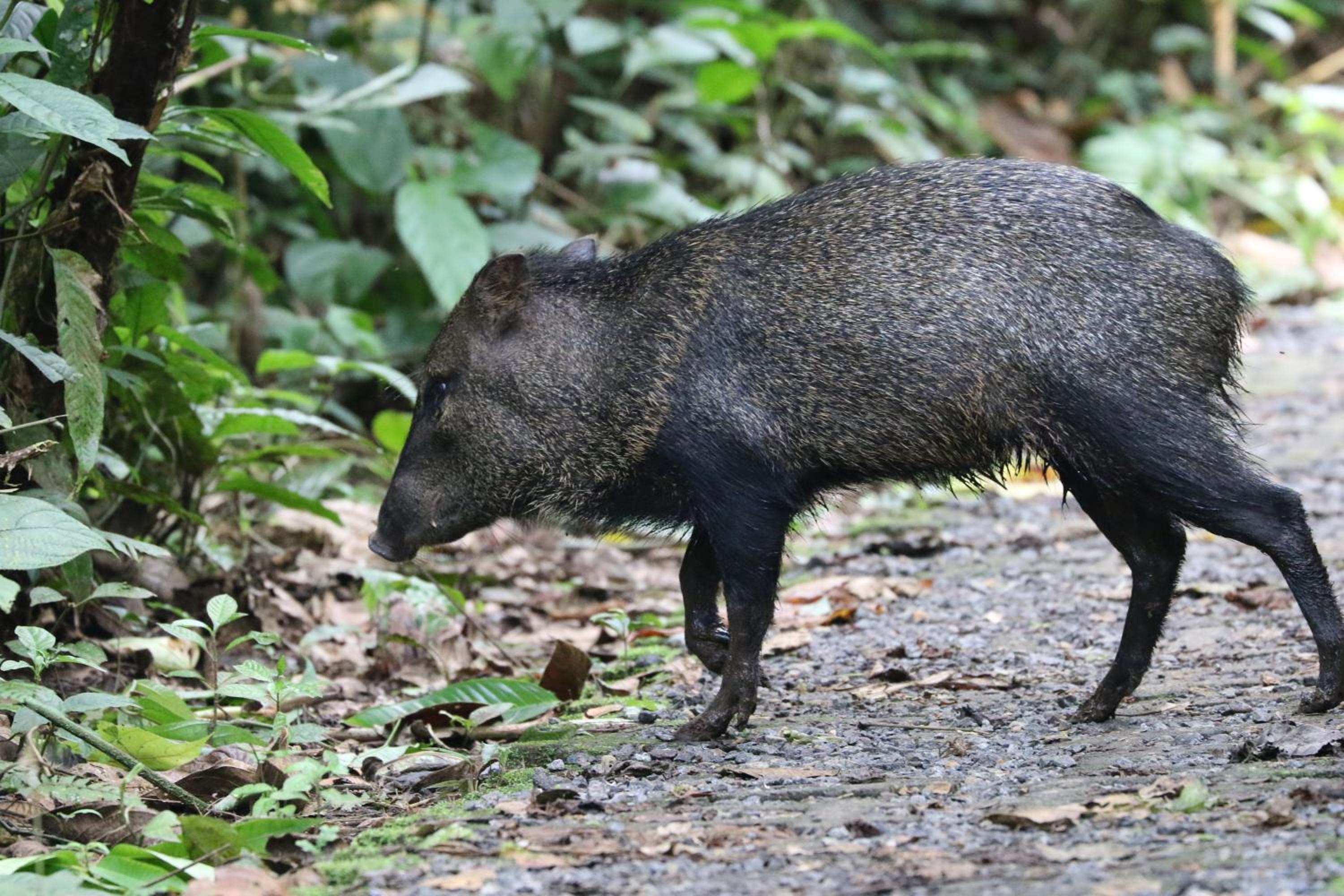 Tirimbina Rainforest Lodge