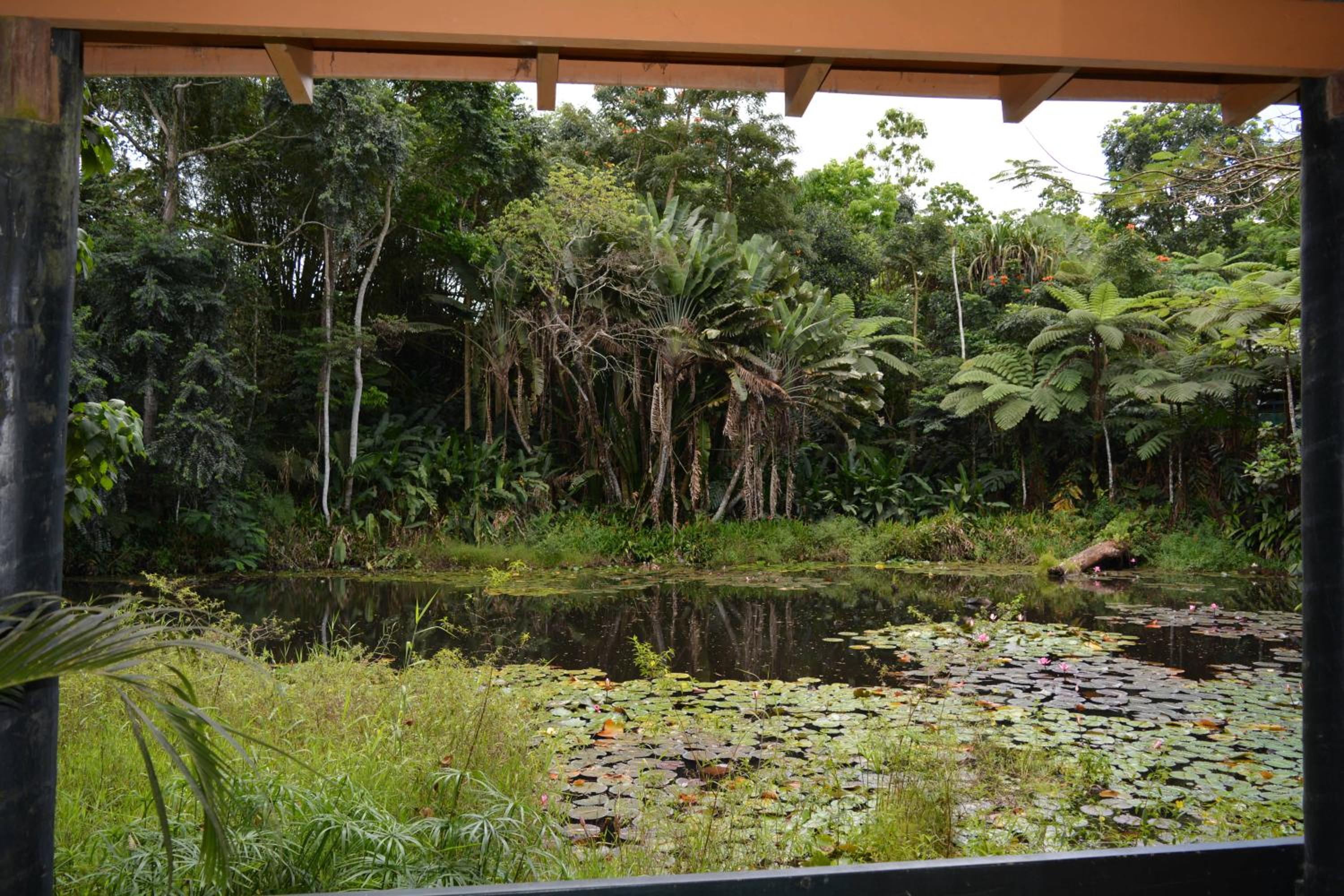 Rainforest Eco Lodge