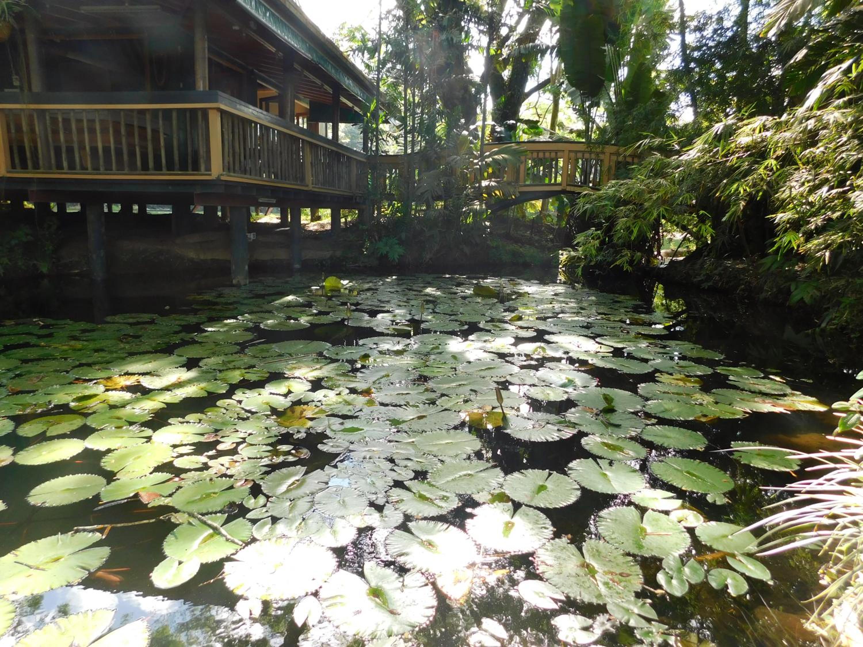 Rainforest Eco Lodge